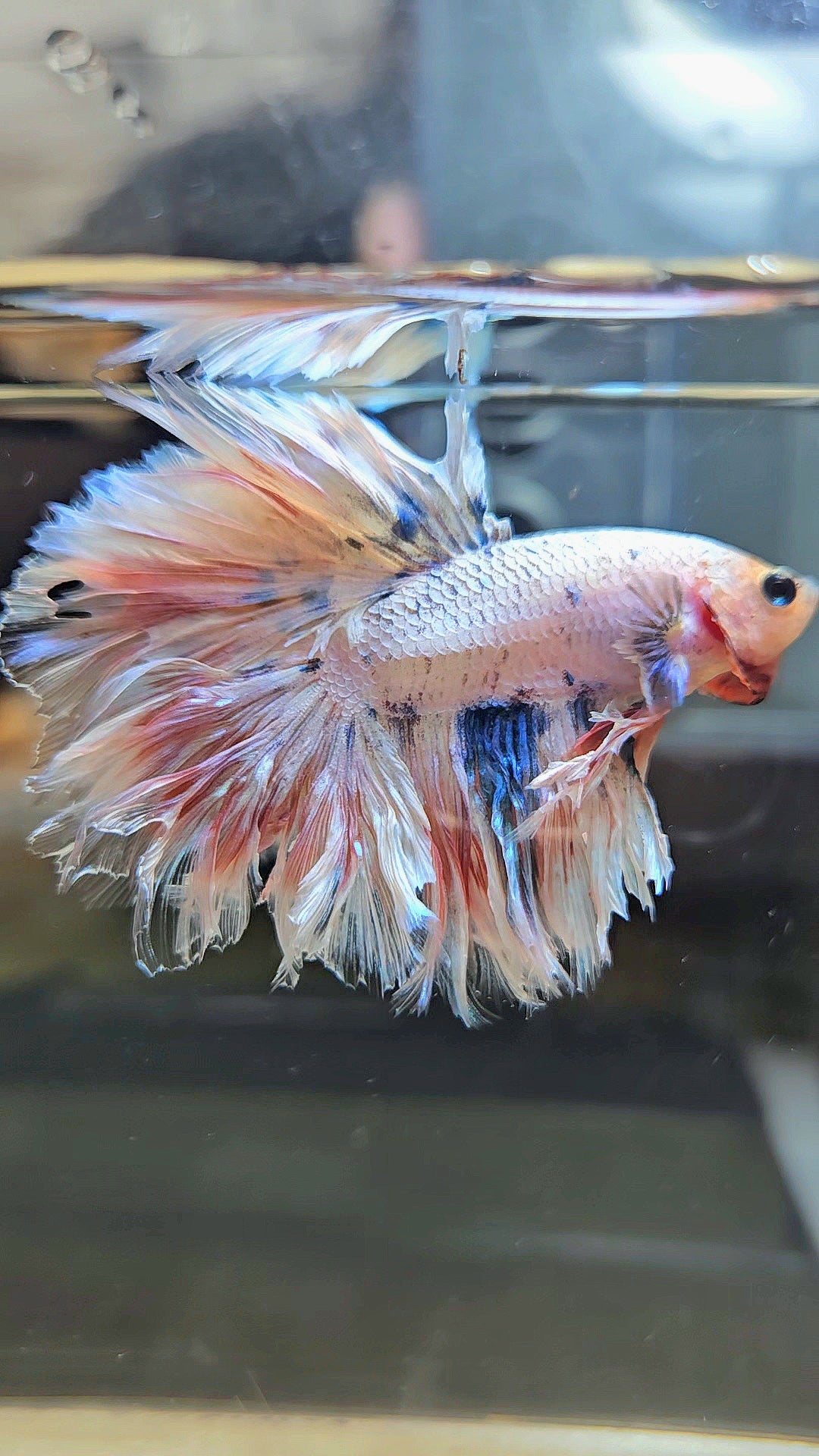 KING FEATHER TAIL HALFMOON WHITE MASCOT BETTA FISH
