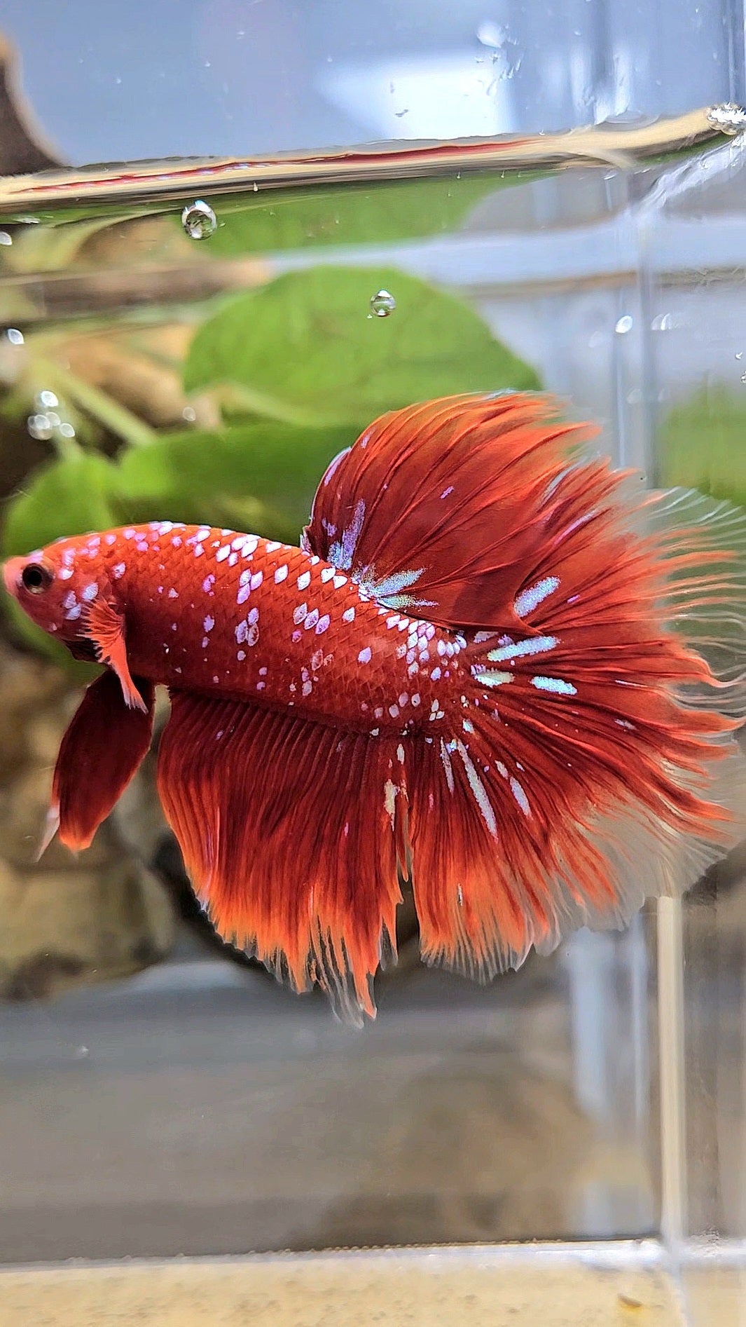 LUXURY HALFMOON ROSETAIL RED PURPLE SUPER GALAXY RPG BETTA FISH