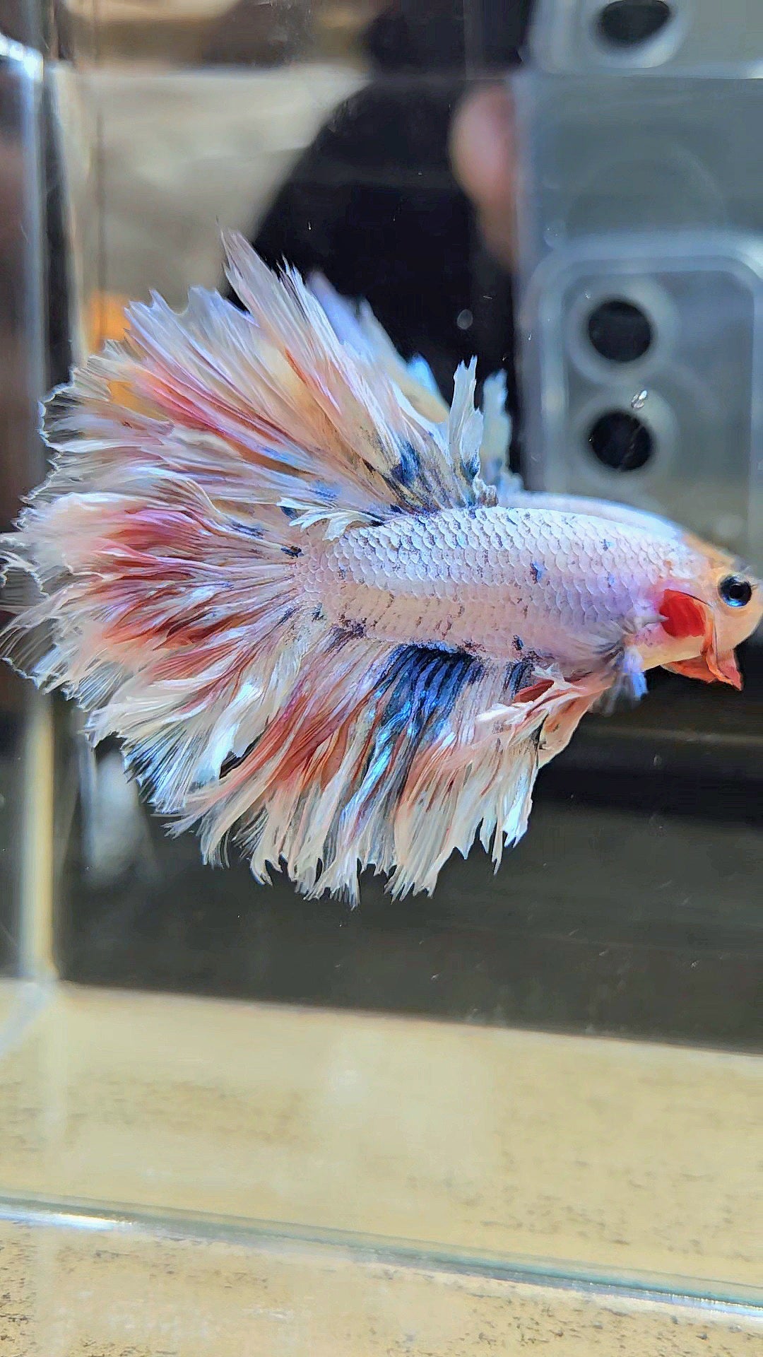 KING FEATHER TAIL HALFMOON WHITE MASCOT BETTA FISH