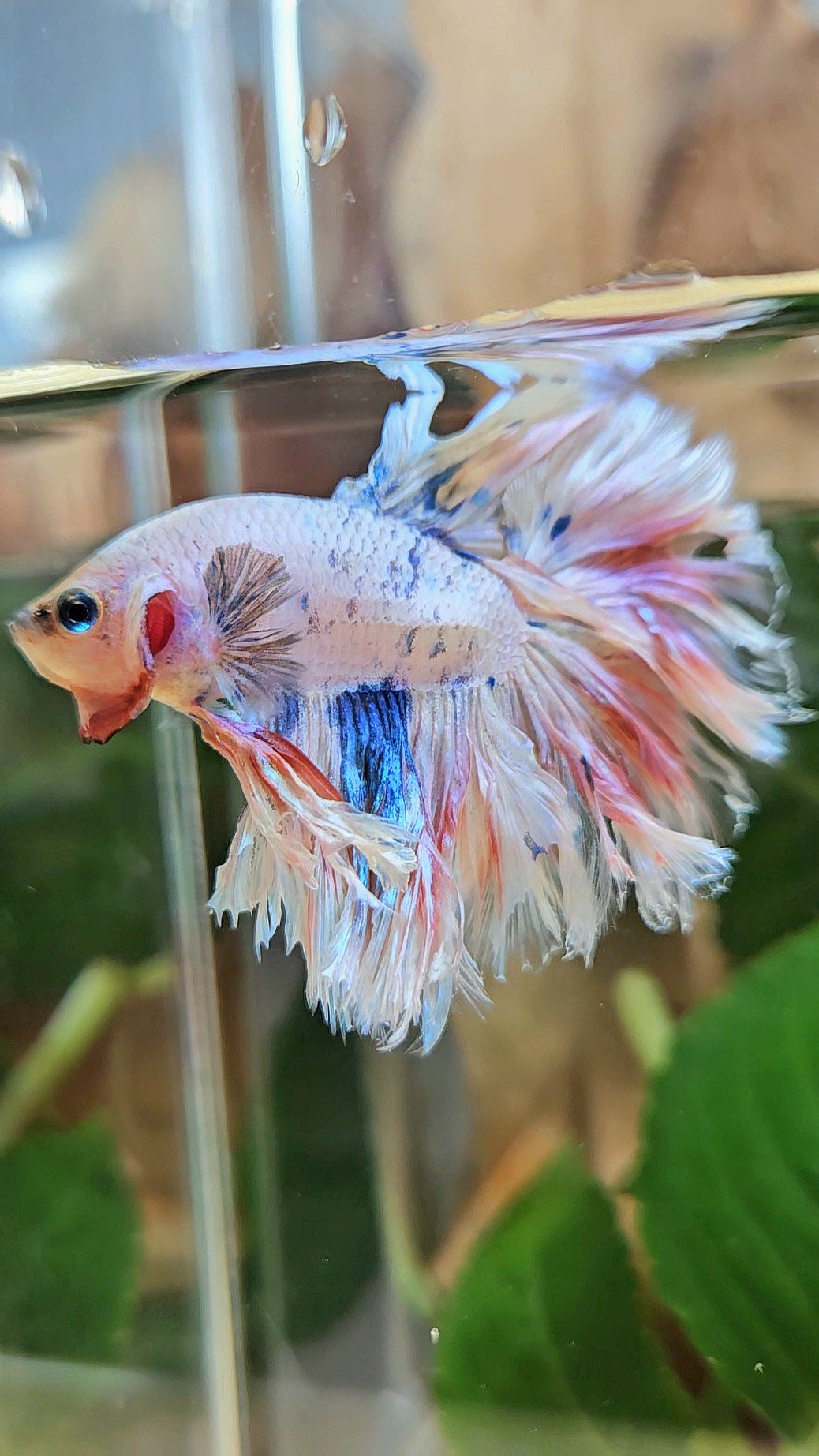 KING FEATHER TAIL HALFMOON WHITE MASCOT BETTA FISH