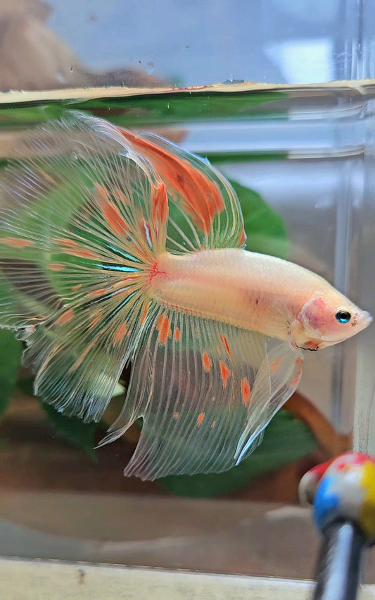 HALFMOON ROSETAIL KOI ARMAGEDDON BETTA FISH