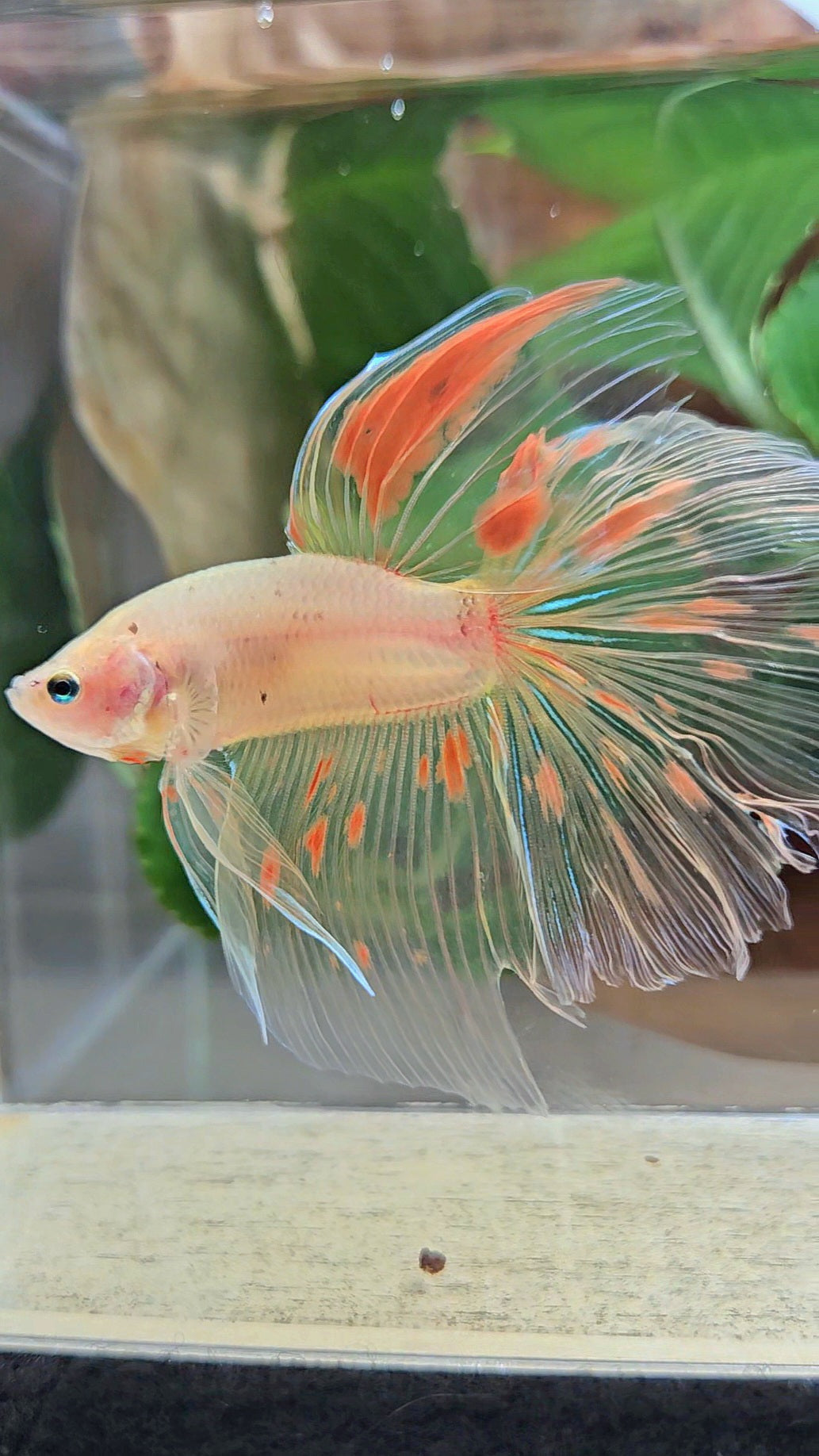 HALFMOON ROSETAIL KOI ARMAGEDDON BETTA FISH