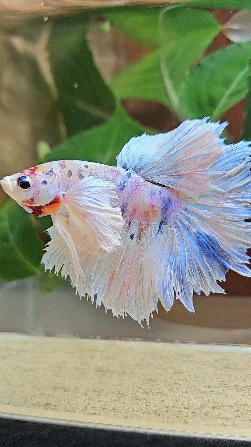 HALFMOON DUMBO EAR ROSETAIL WHITE CANDY MULTICOLOR BETTA FISH
