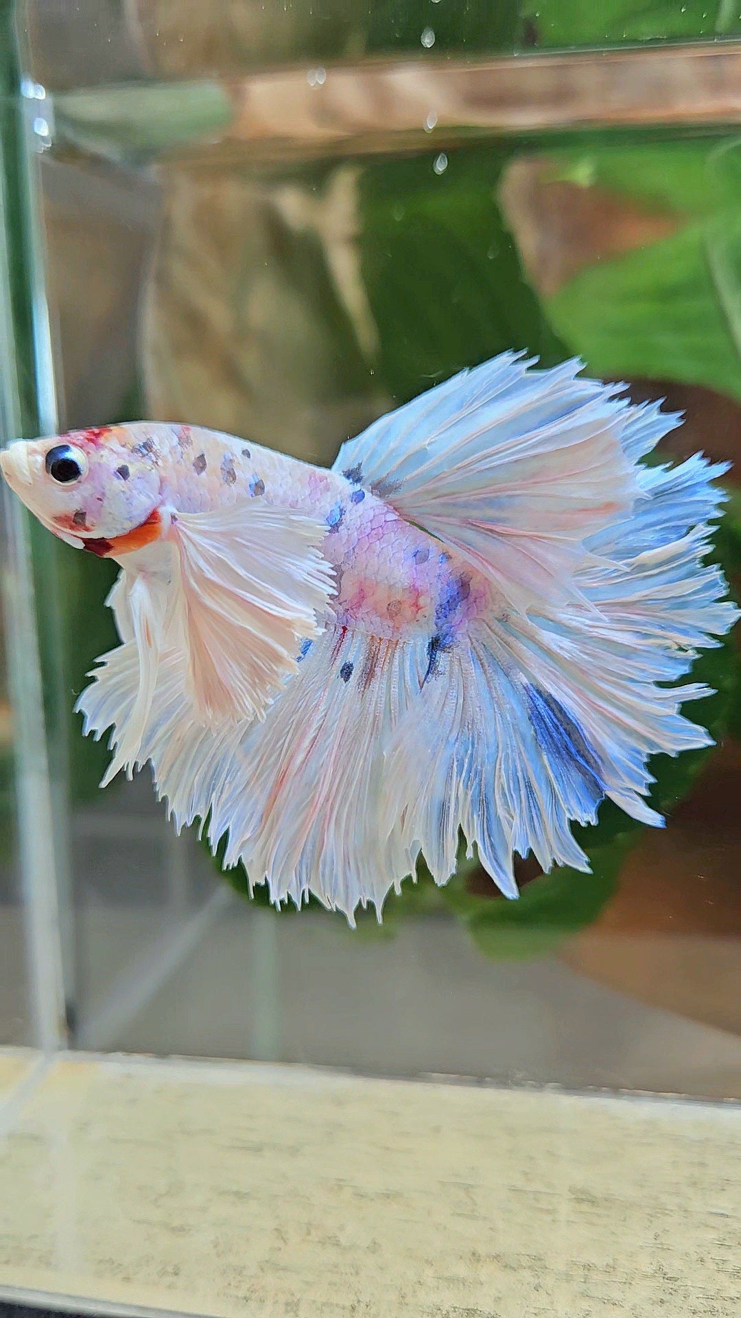 HALFMOON DUMBO EAR ROSETAIL WHITE CANDY MULTICOLOR BETTA FISH