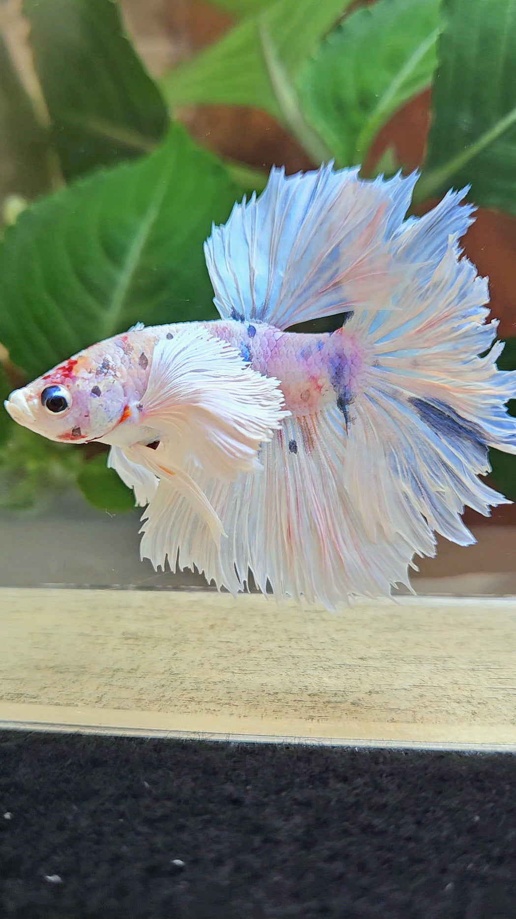 HALFMOON DUMBO EAR ROSETAIL WHITE CANDY MULTICOLOR BETTA FISH