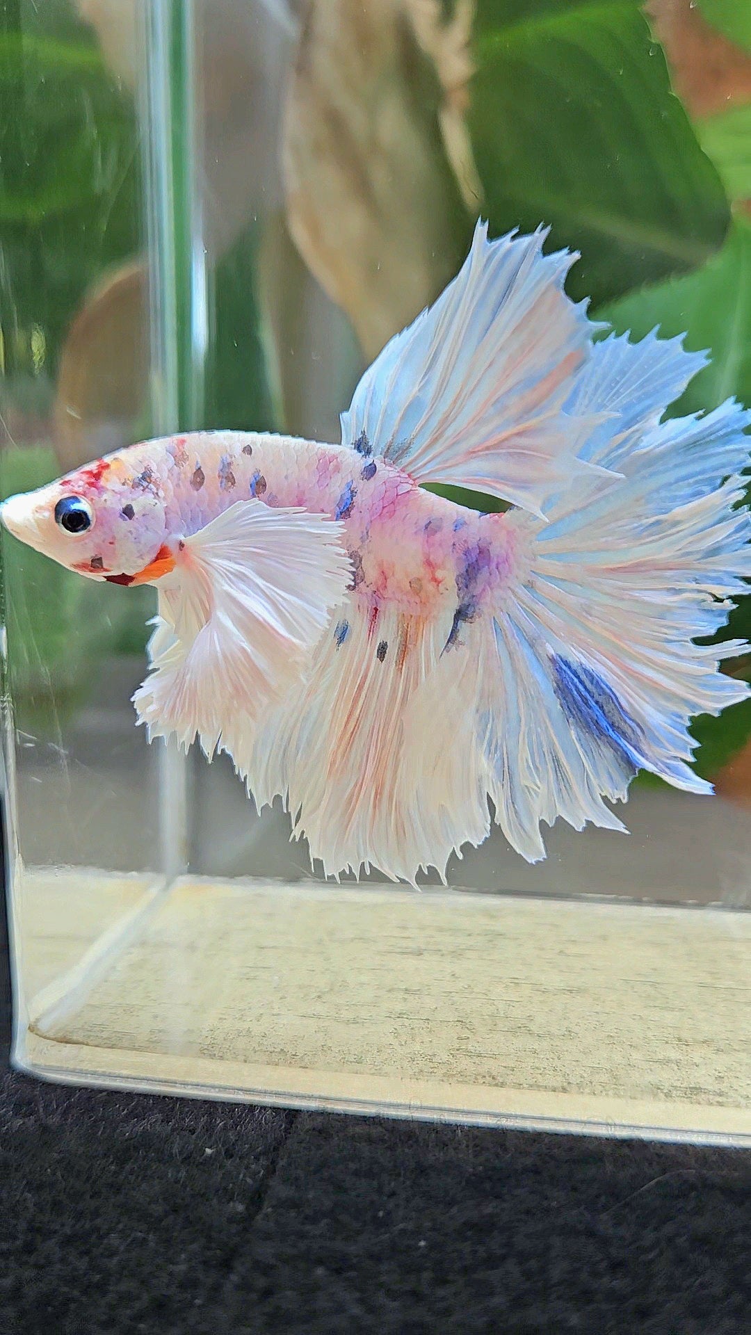 HALFMOON DUMBO EAR ROSETAIL WHITE CANDY MULTICOLOR BETTA FISH