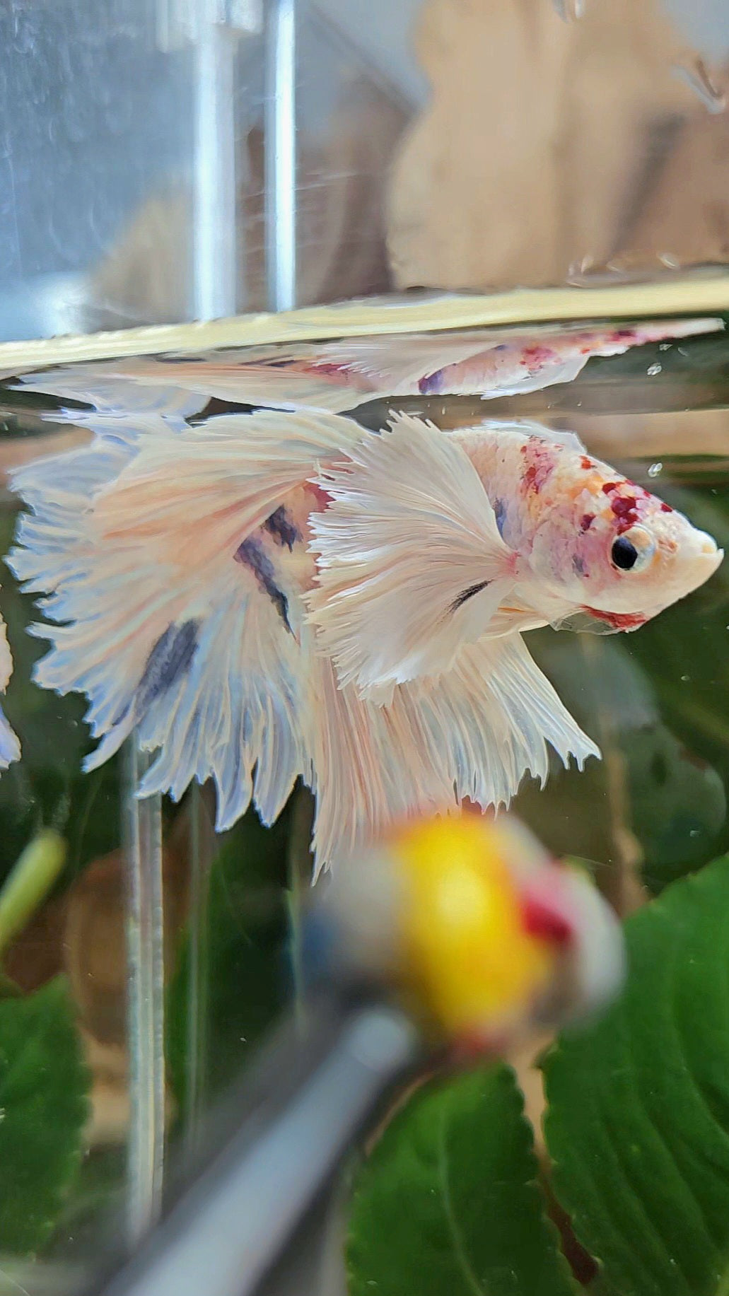 HALFMOON DUMBO EAR ROSETAIL WHITE CANDY MULTICOLOR BETTA FISH