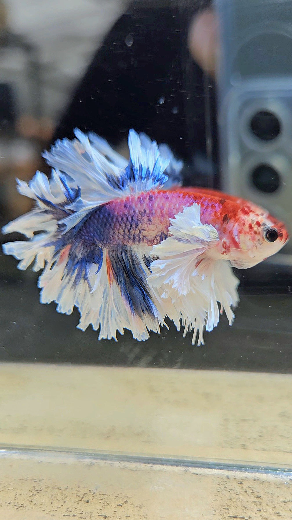 HALFMOON FEATHER TAIL DUMBO EAR MULTICOLOR BETTA FISH