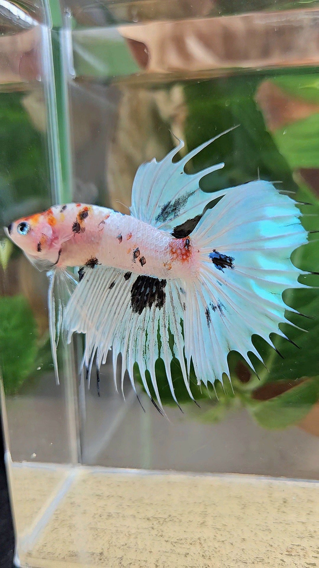 CROWNTAIL HALFMOON WHITE PANDA BLACK SPLASH BETTA FISH