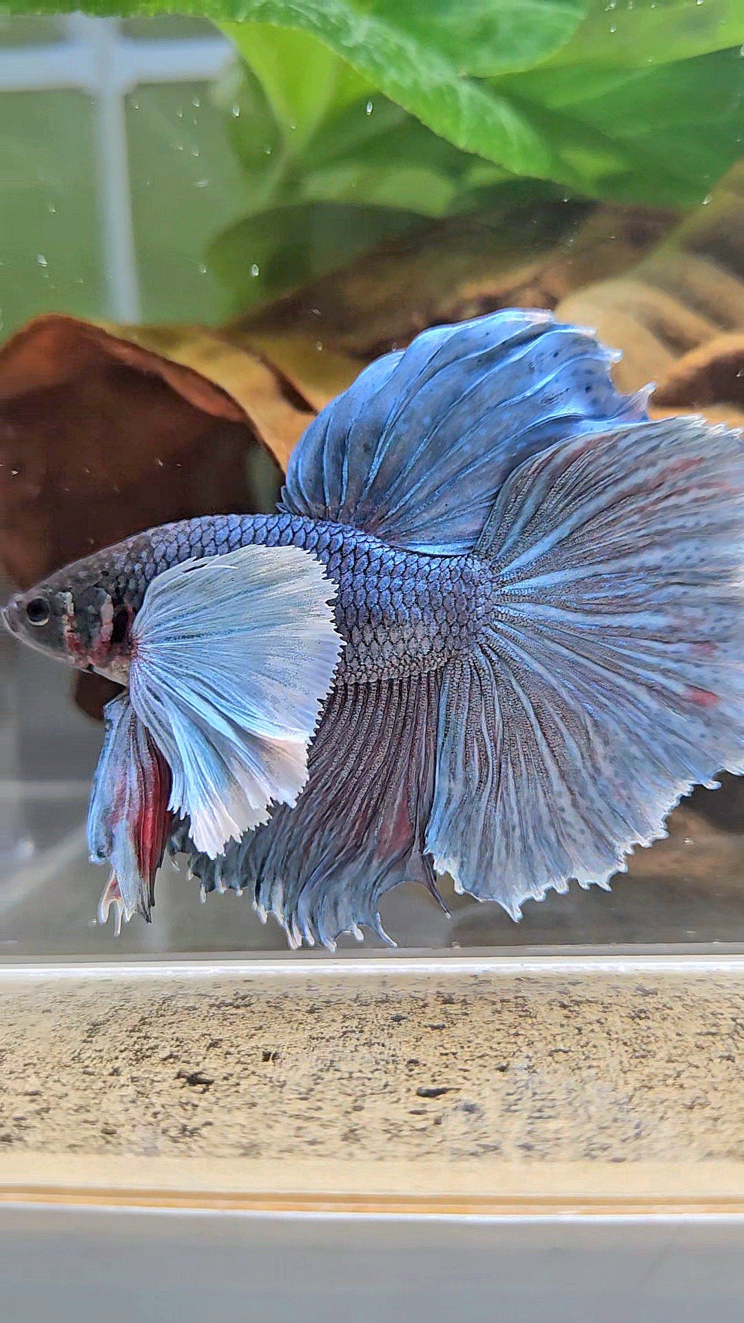HALFMOON SUPER DUMBO EAR BLUE GRAY BETTA FISH