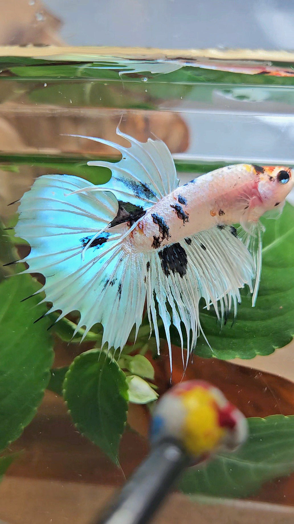 CROWNTAIL HALFMOON WHITE PANDA BLACK SPLASH BETTA FISH