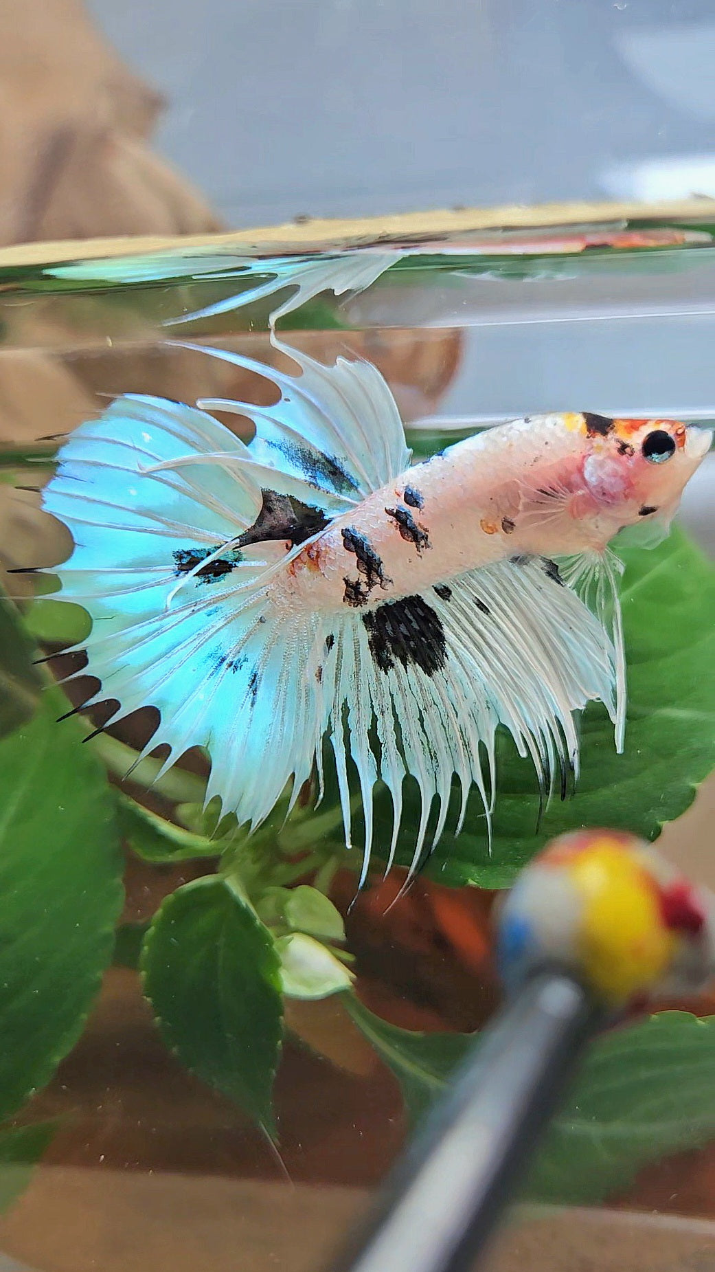 CROWNTAIL HALFMOON WHITE PANDA BLACK SPLASH BETTA FISH