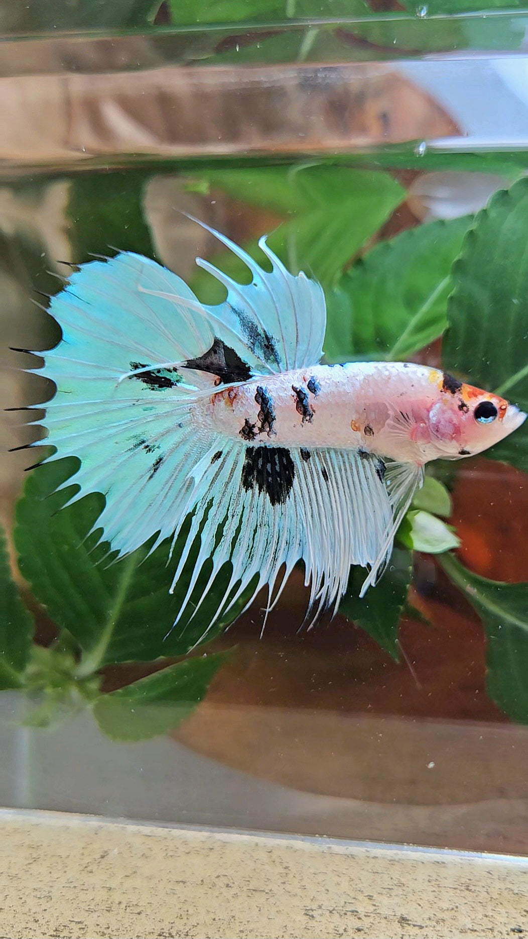 CROWNTAIL HALFMOON WHITE PANDA BLACK SPLASH BETTA FISH
