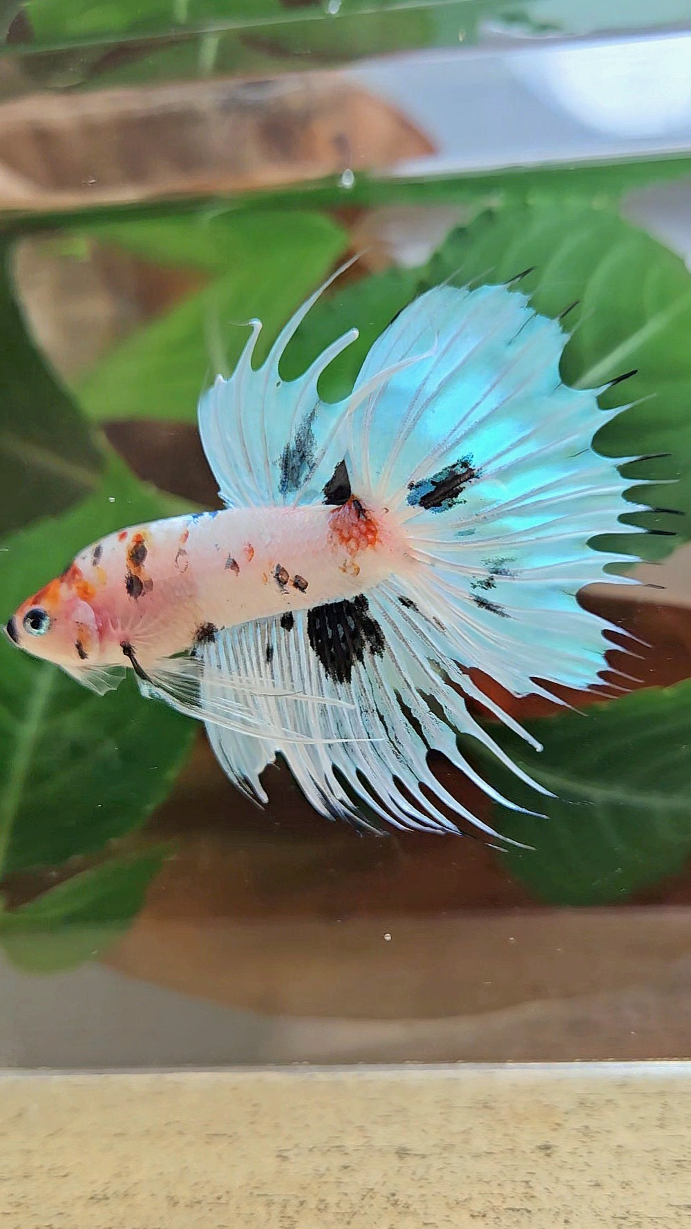 CROWNTAIL HALFMOON WHITE PANDA BLACK SPLASH BETTA FISH