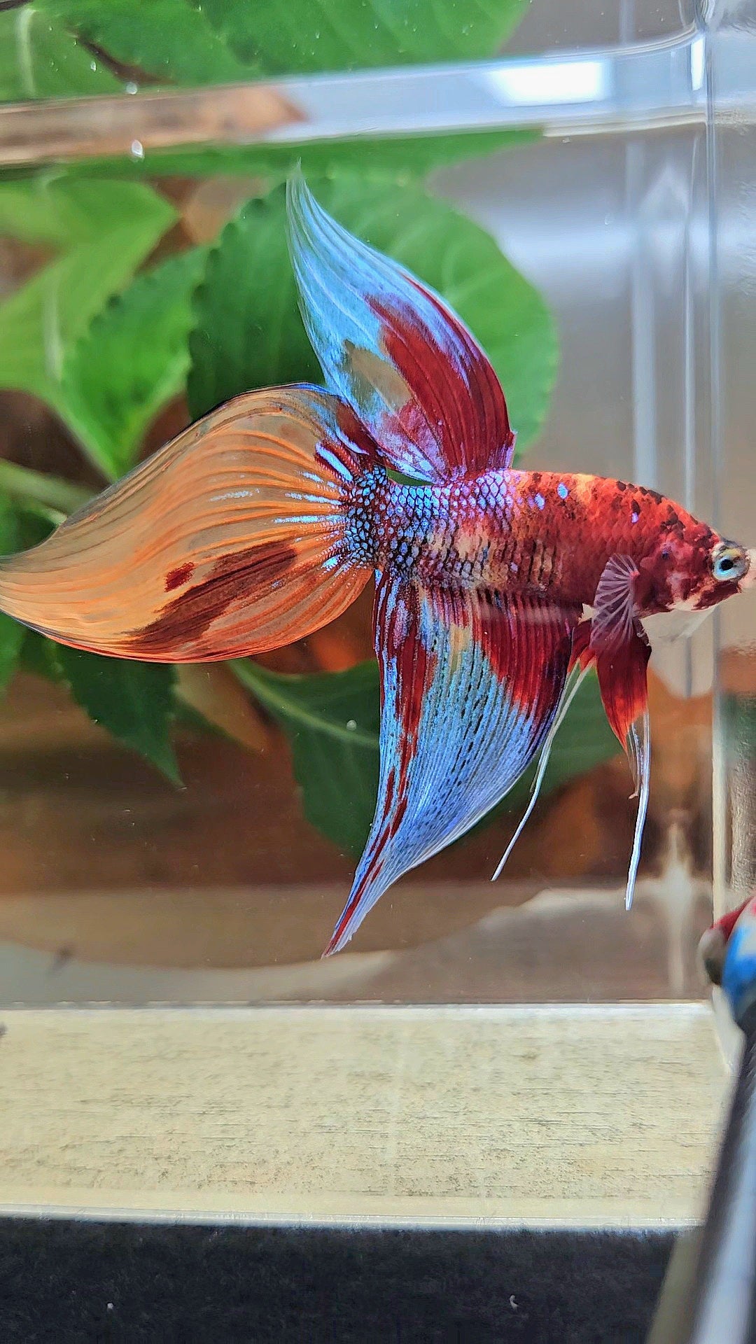 LUXURY VEILTAIL SUPER MULTICOLOR METALLIC PATTERN BETTA FISH