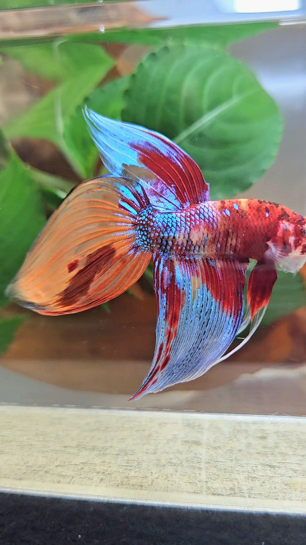 LUXURY VEILTAIL SUPER MULTICOLOR METALLIC PATTERN BETTA FISH