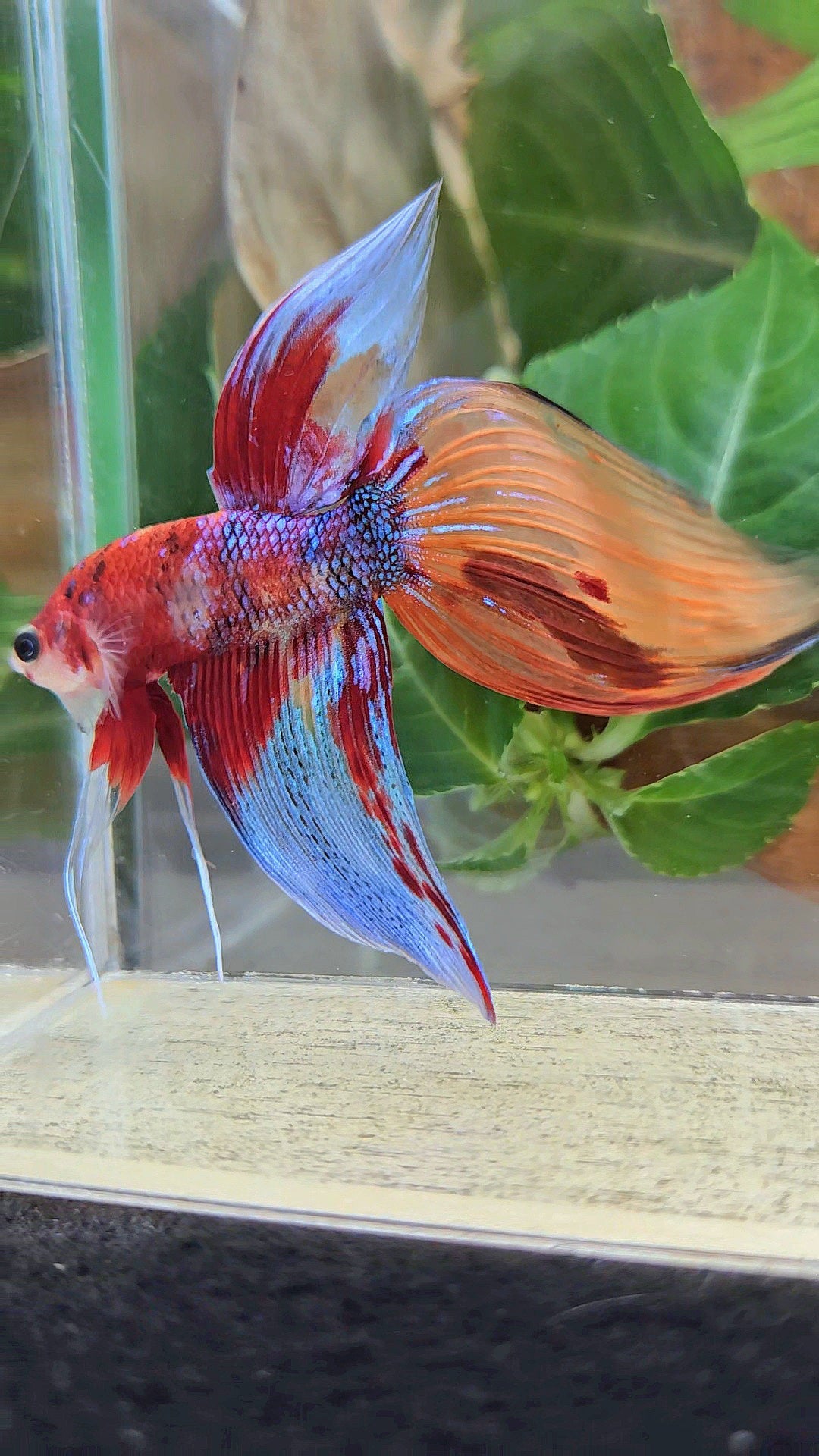 LUXURY VEILTAIL SUPER MULTICOLOR METALLIC PATTERN BETTA FISH