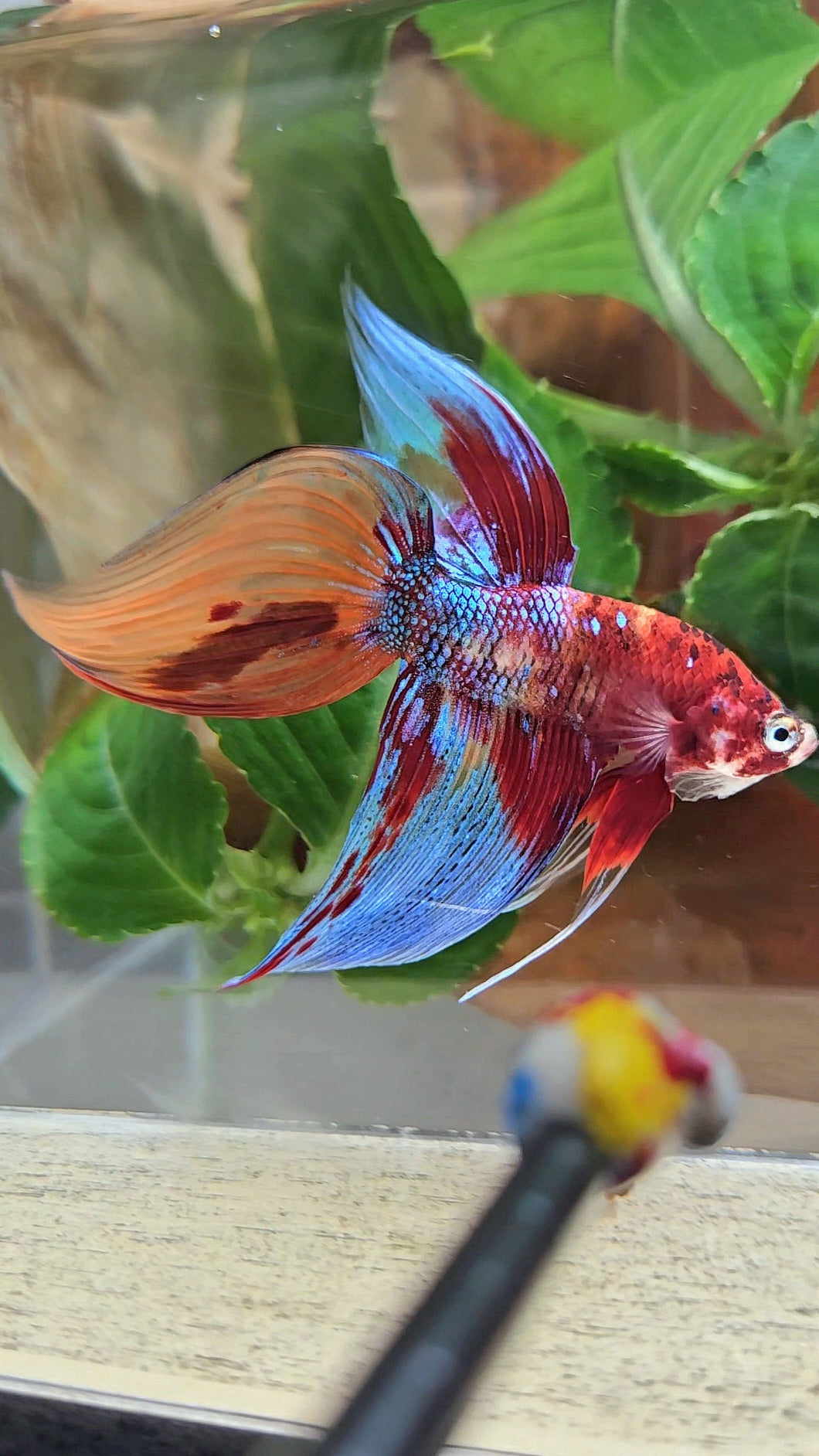 LUXURY VEILTAIL SUPER MULTICOLOR METALLIC PATTERN BETTA FISH