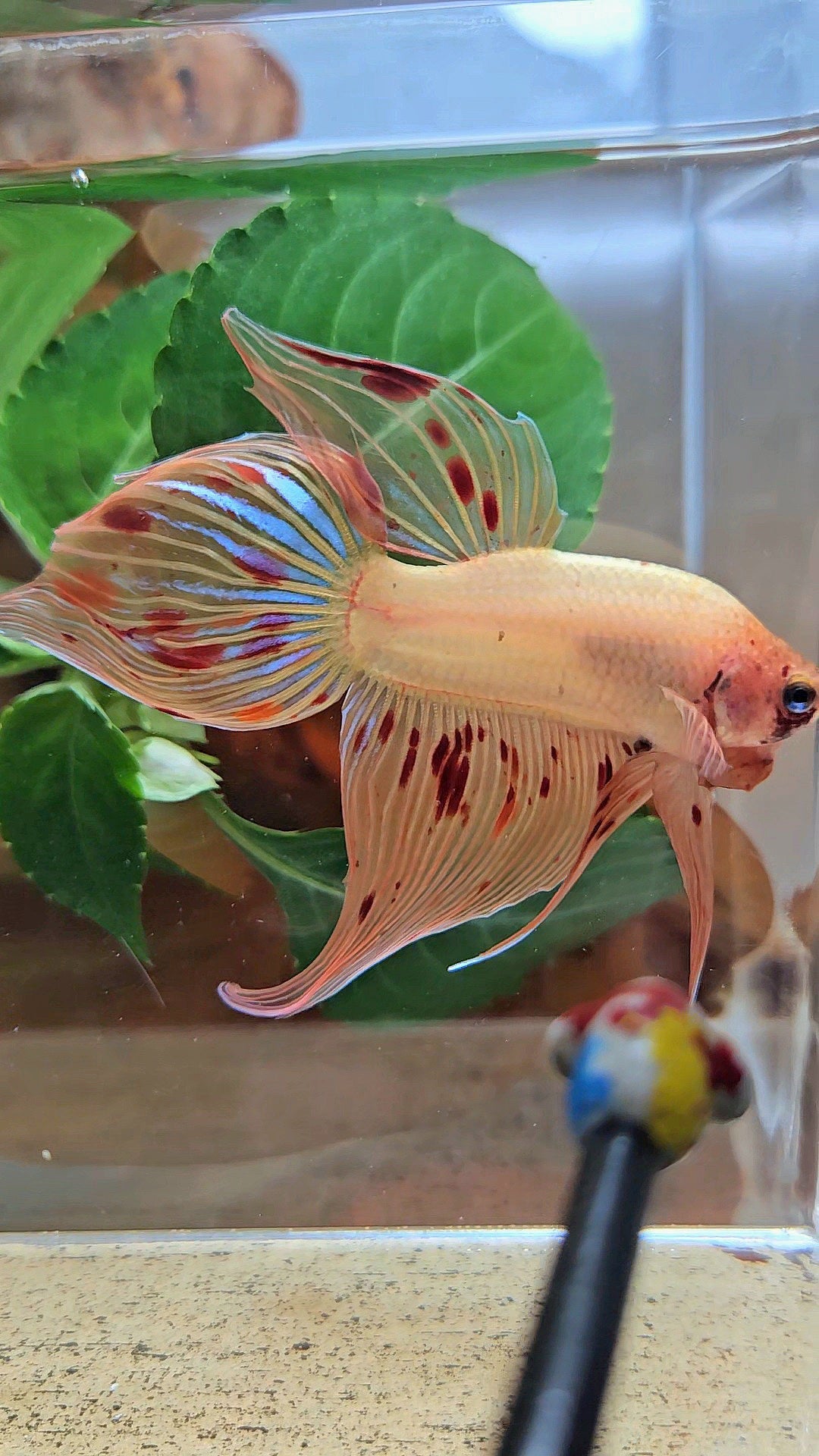 VEILTAIL ARMAGEDDON FIRE BETTA FISH