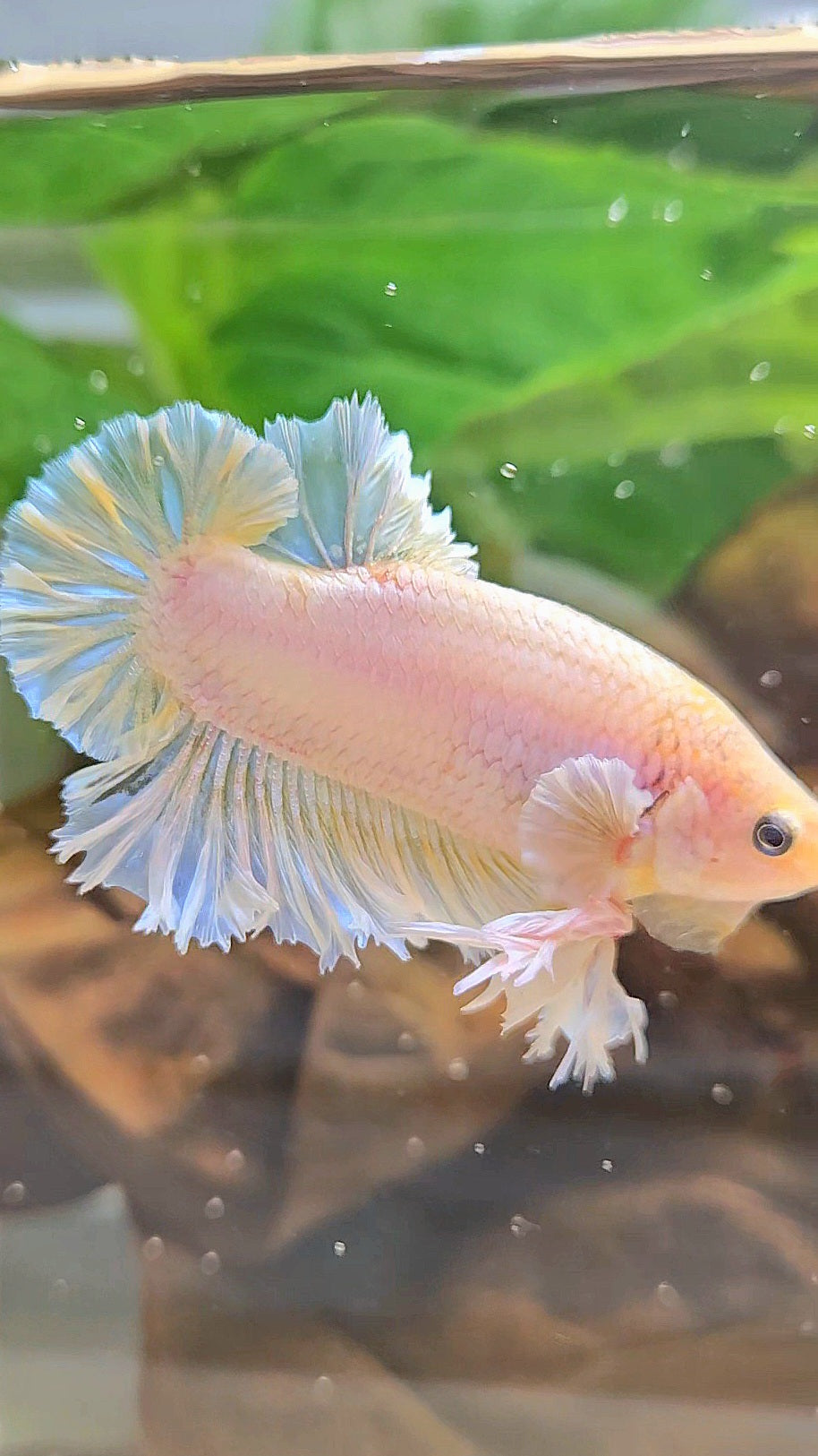 KING FEATHER PLAKAT YELLOW WHITE BETTA FISH