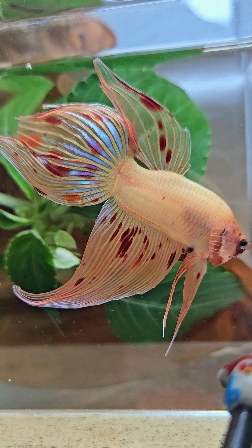 VEILTAIL ARMAGEDDON FIRE BETTA FISH