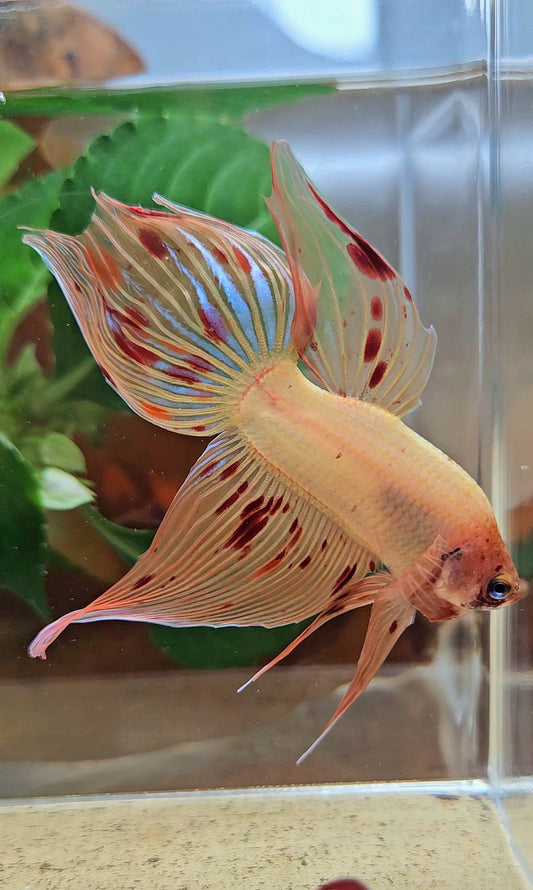 VEILTAIL ARMAGEDDON FIRE BETTA FISH