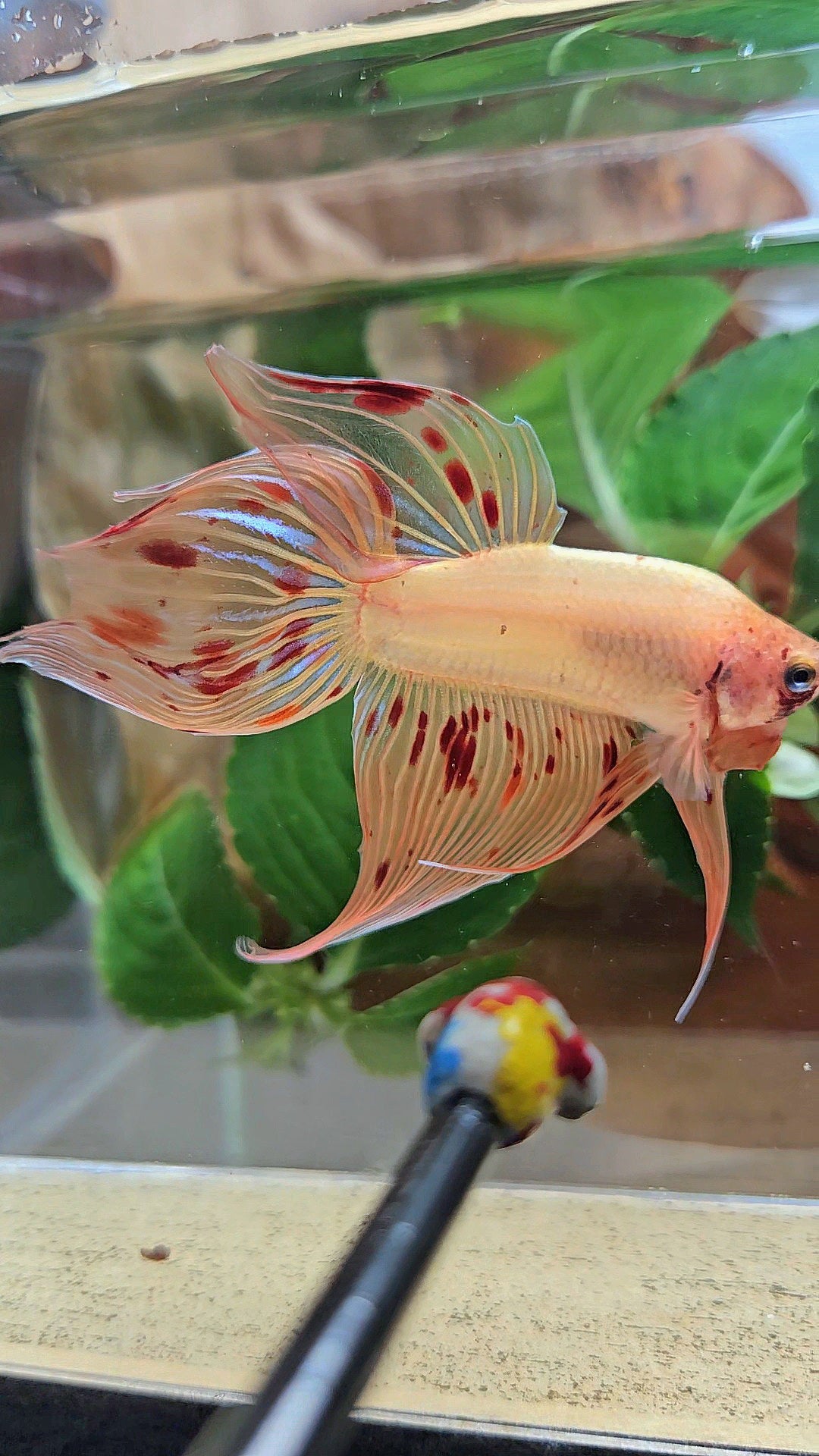 VEILTAIL ARMAGEDDON FIRE BETTA FISH