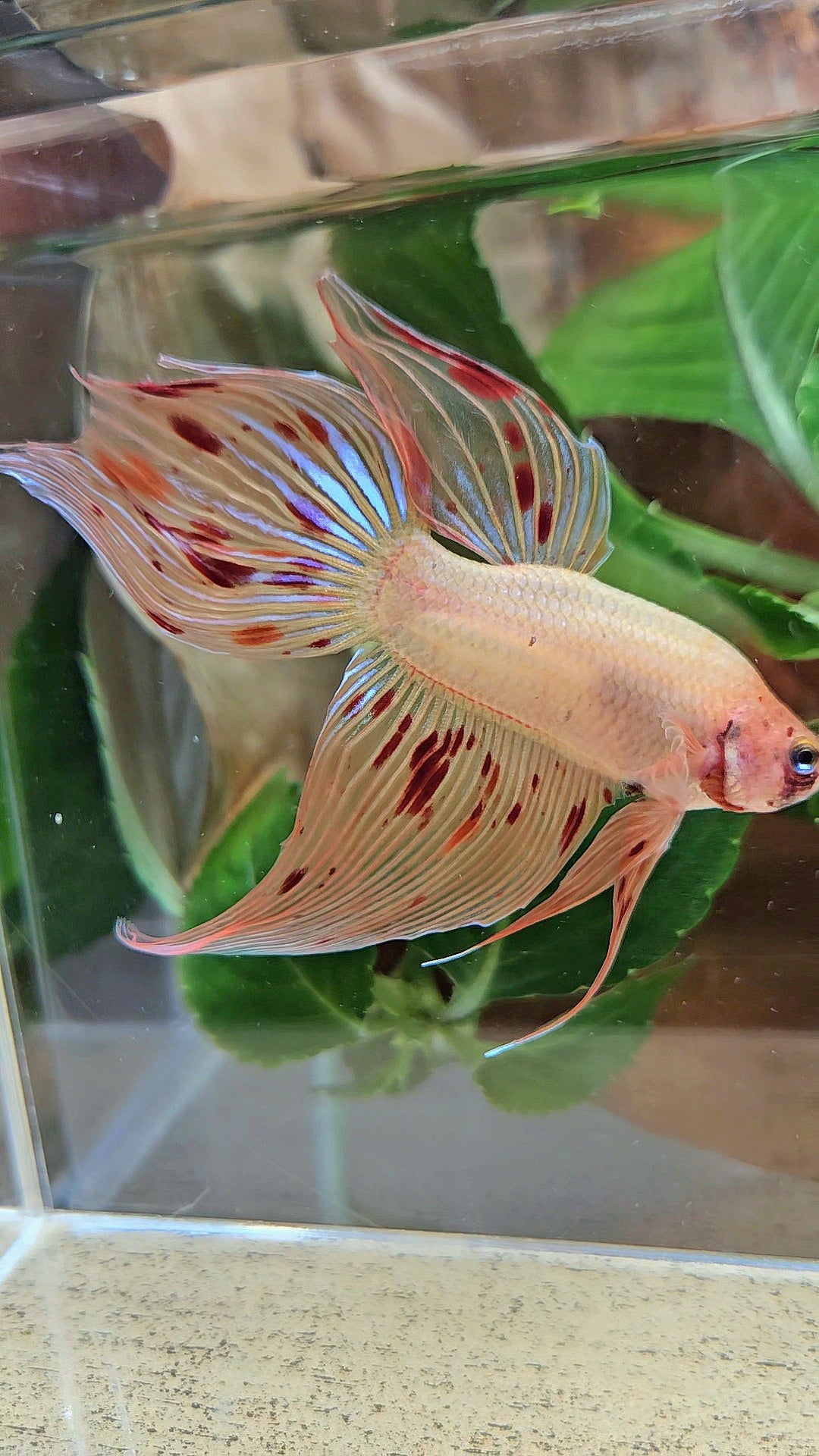 VEILTAIL ARMAGEDDON FIRE BETTA FISH