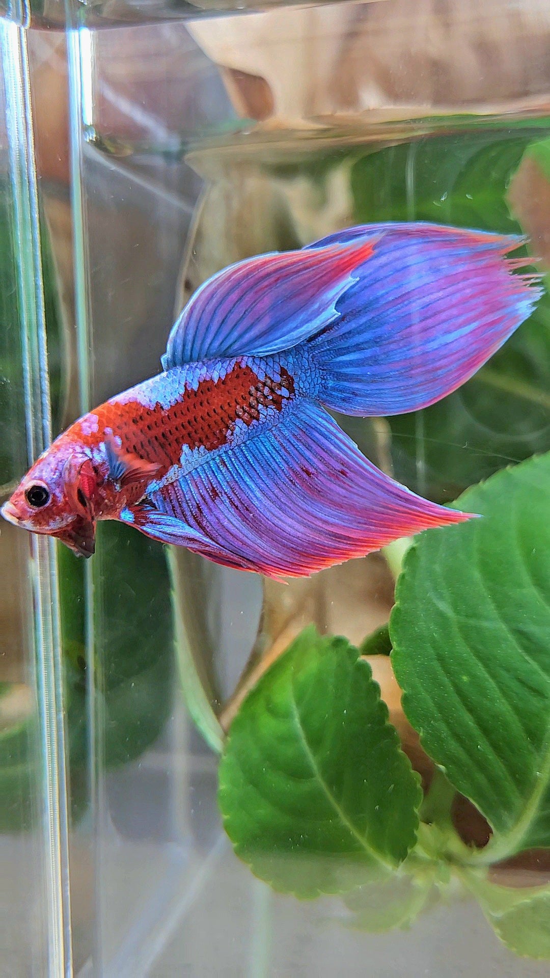 LUXURY VEILTAIL INUYASHA RED PURPLE GALAXY PATTERN BETTA FISH