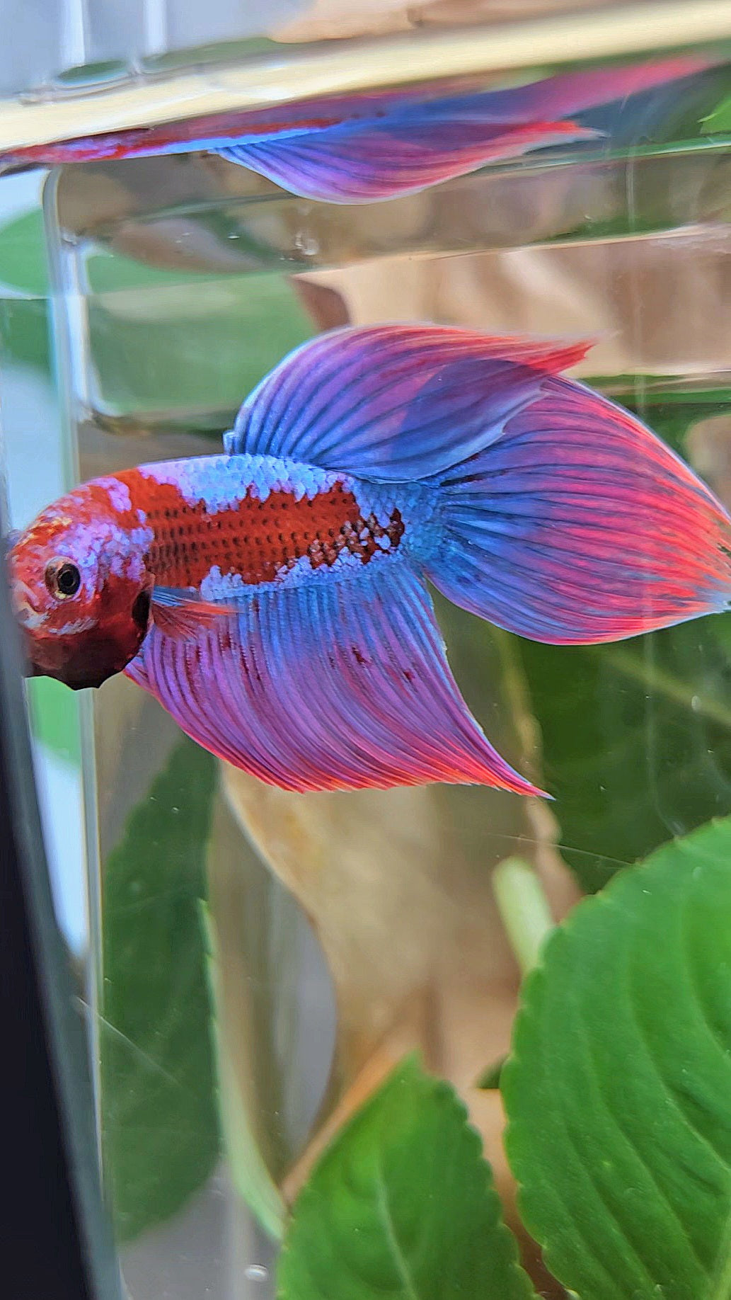 LUXURY VEILTAIL INUYASHA RED PURPLE GALAXY PATTERN BETTA FISH