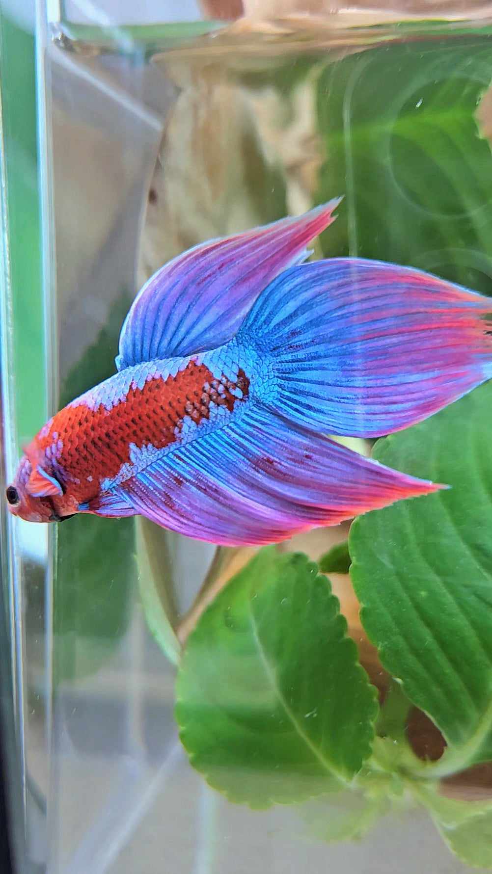 LUXURY VEILTAIL INUYASHA RED PURPLE GALAXY PATTERN BETTA FISH