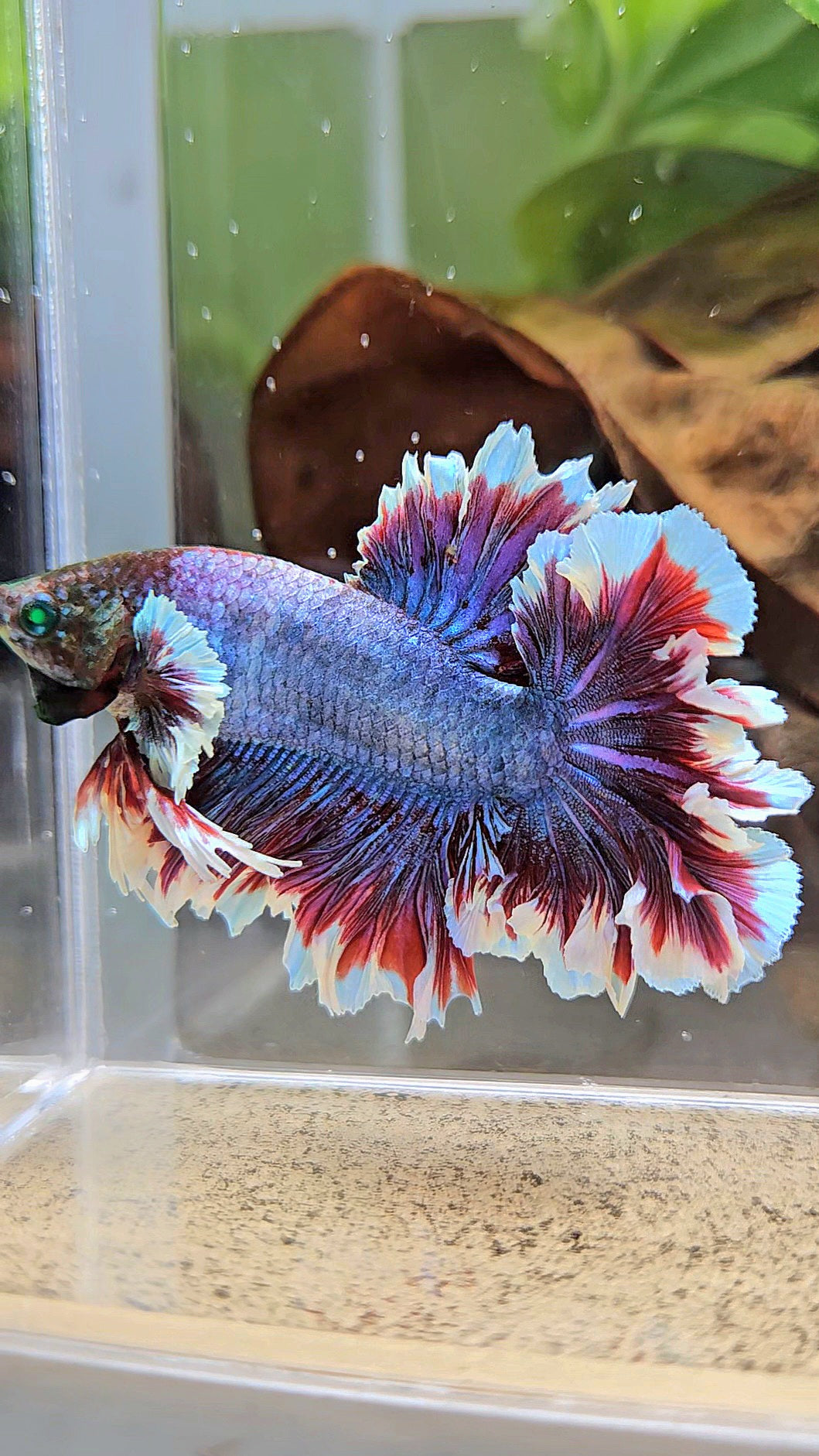 KING FEATHER TAIL HALFMOON NEON HULK PURPLE BETTA FISH