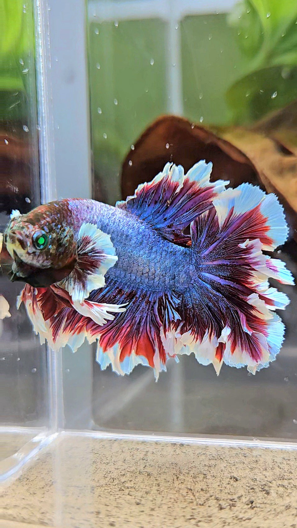 KING FEATHER TAIL HALFMOON NEON HULK PURPLE BETTA FISH