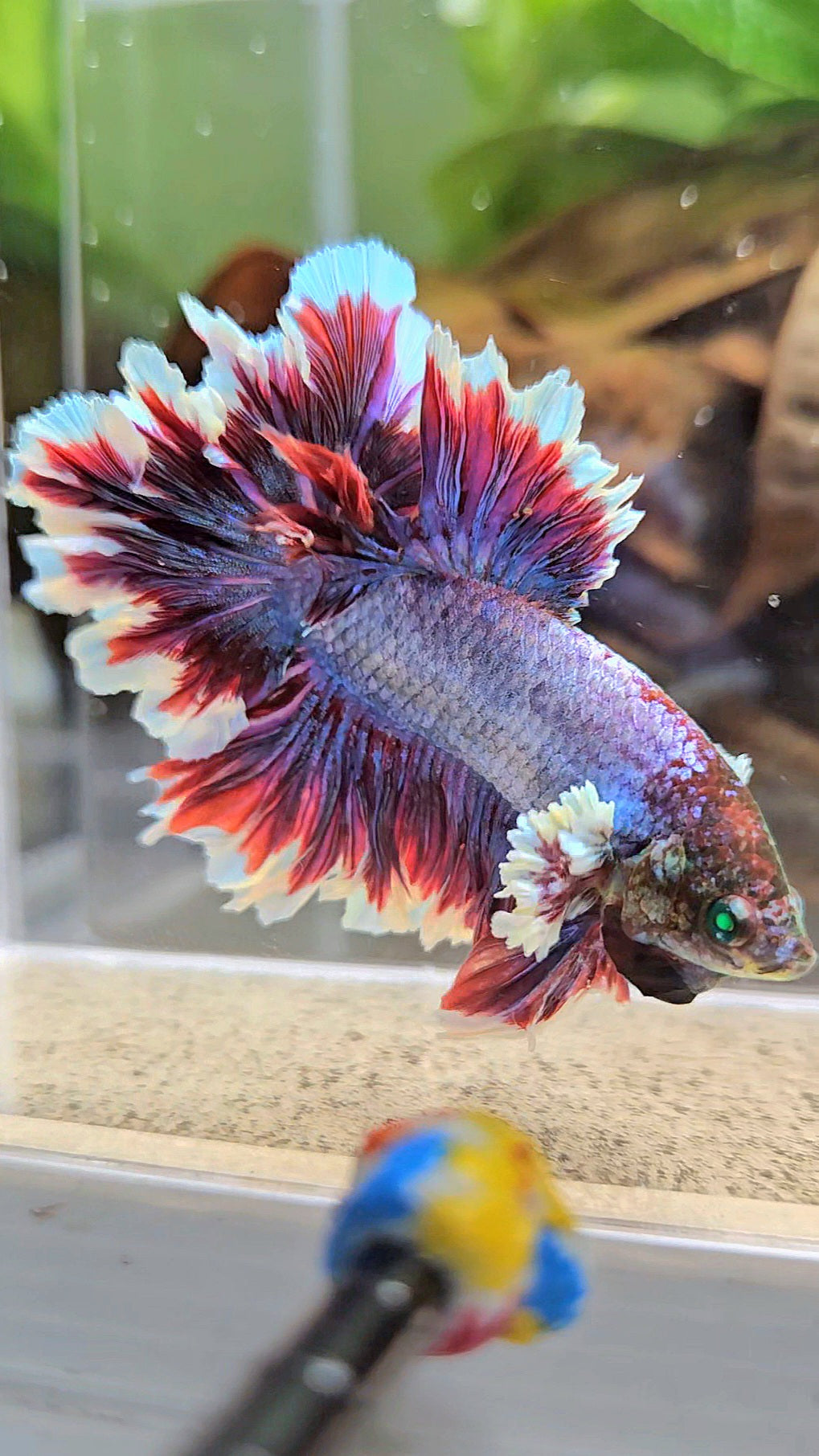 KING FEATHER TAIL HALFMOON NEON HULK PURPLE BETTA FISH
