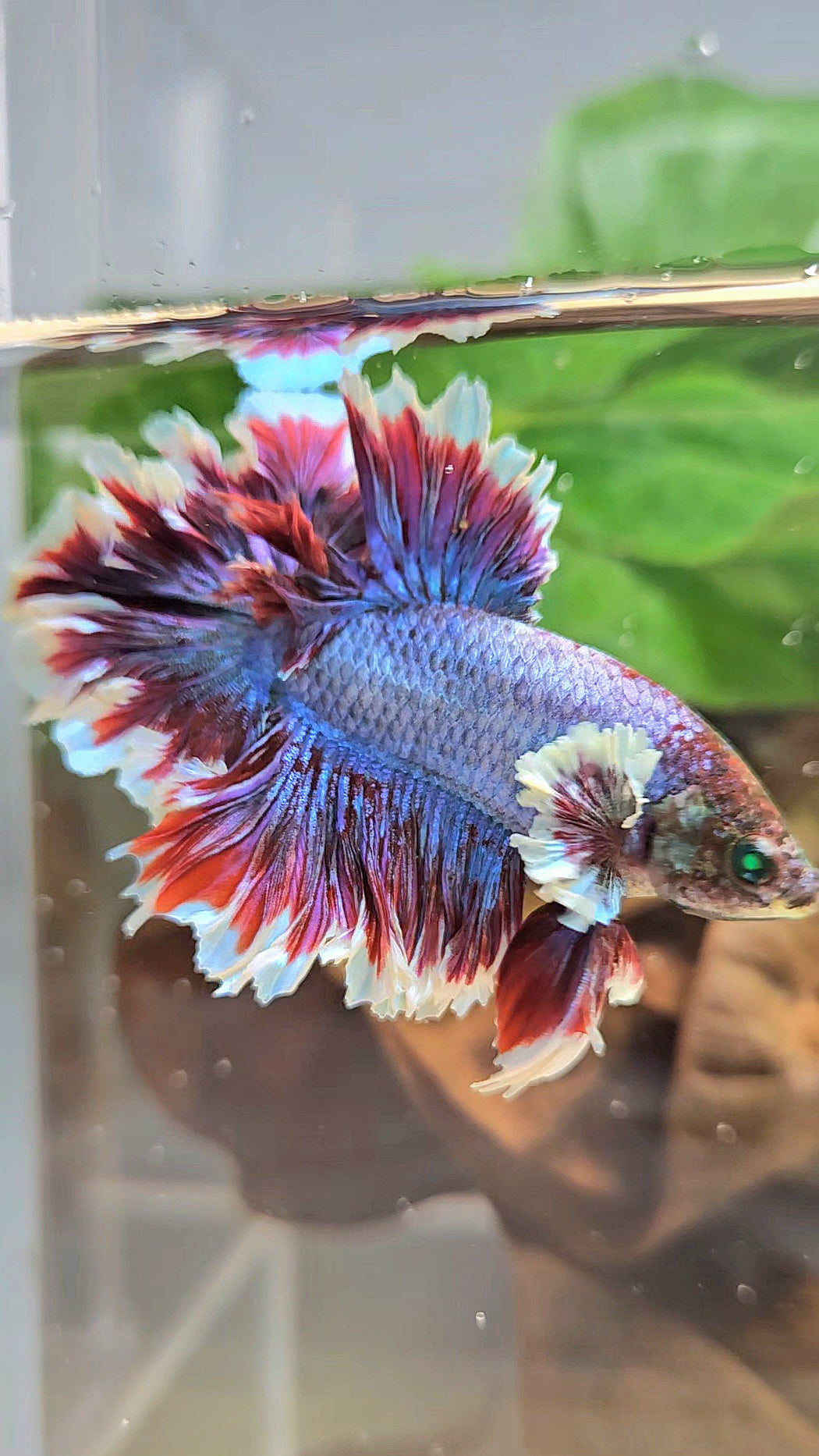 KING FEATHER TAIL HALFMOON NEON HULK PURPLE BETTA FISH