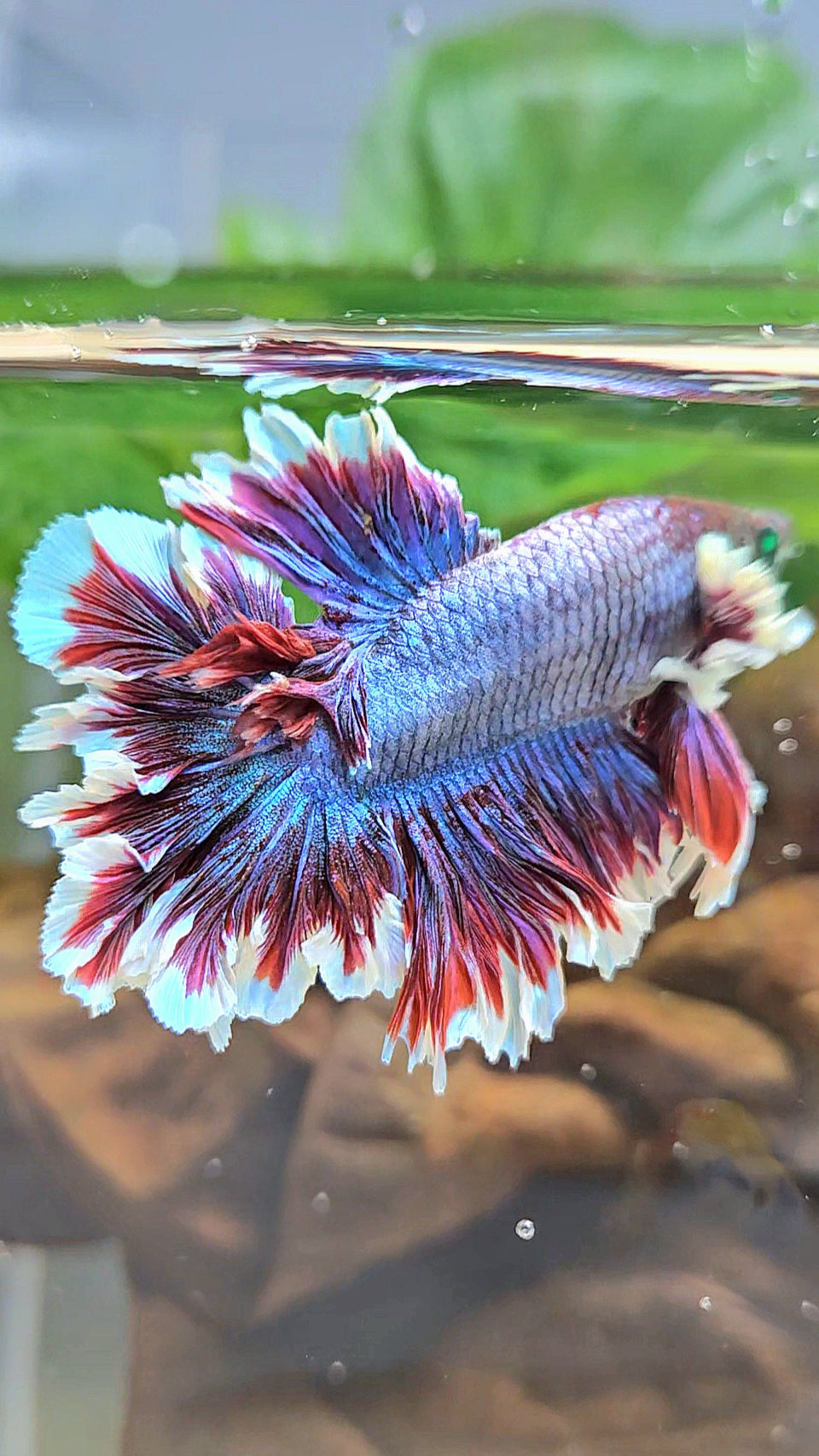 KING FEATHER TAIL HALFMOON NEON HULK PURPLE BETTA FISH