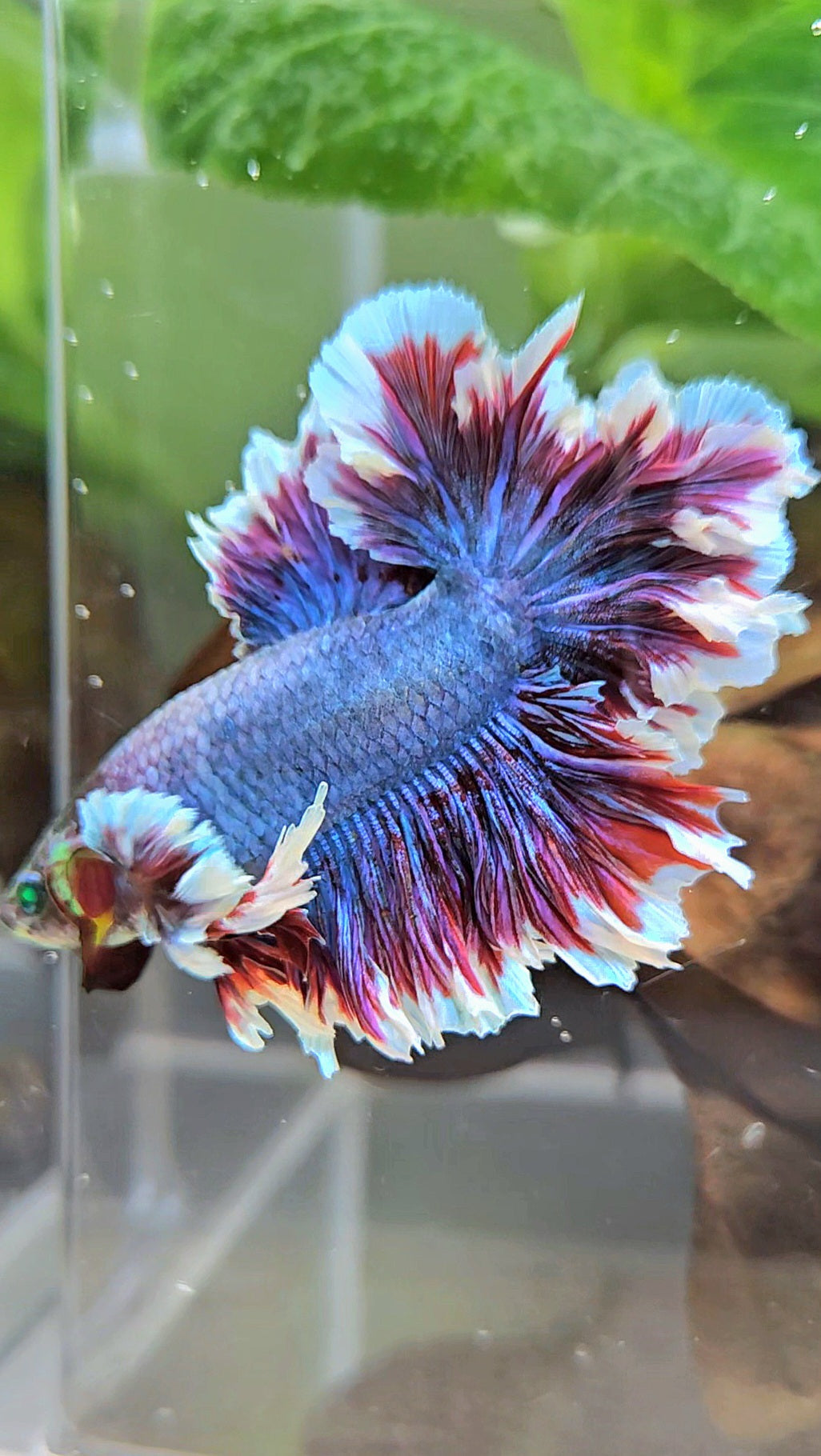 KING FEATHER TAIL HALFMOON NEON HULK PURPLE BETTA FISH