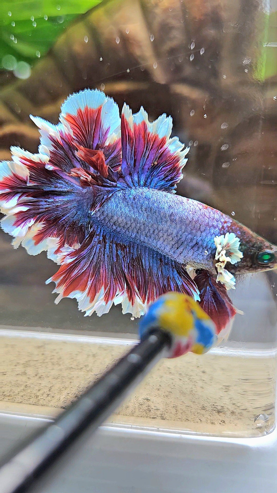 KING FEATHER TAIL HALFMOON NEON HULK PURPLE BETTA FISH