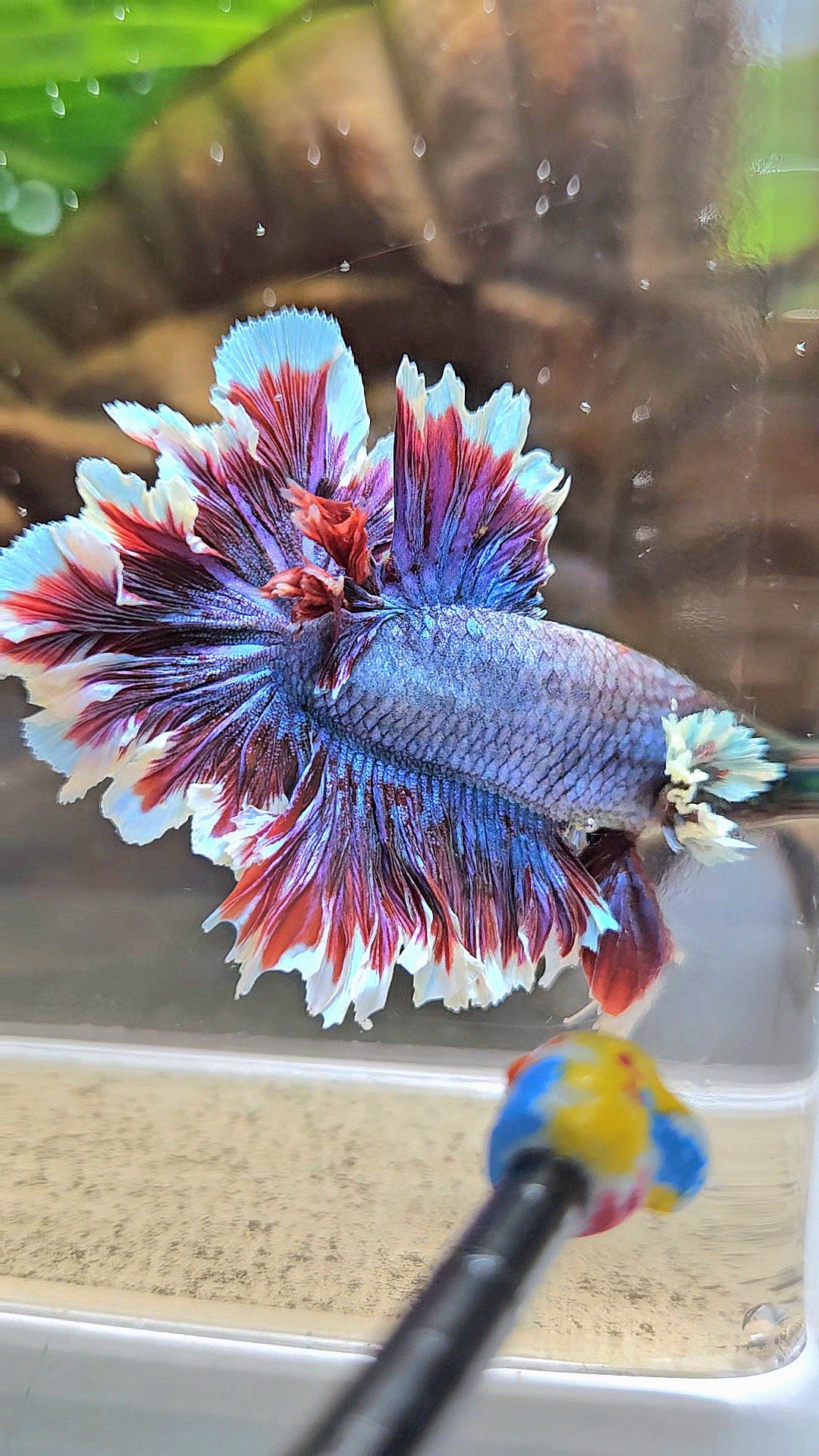 KING FEATHER TAIL HALFMOON NEON HULK PURPLE BETTA FISH