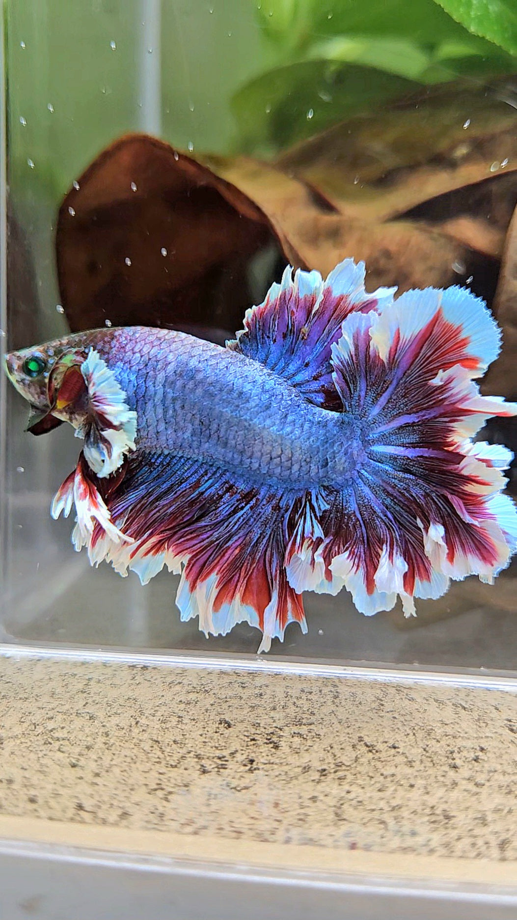 KING FEATHER TAIL HALFMOON NEON HULK PURPLE BETTA FISH