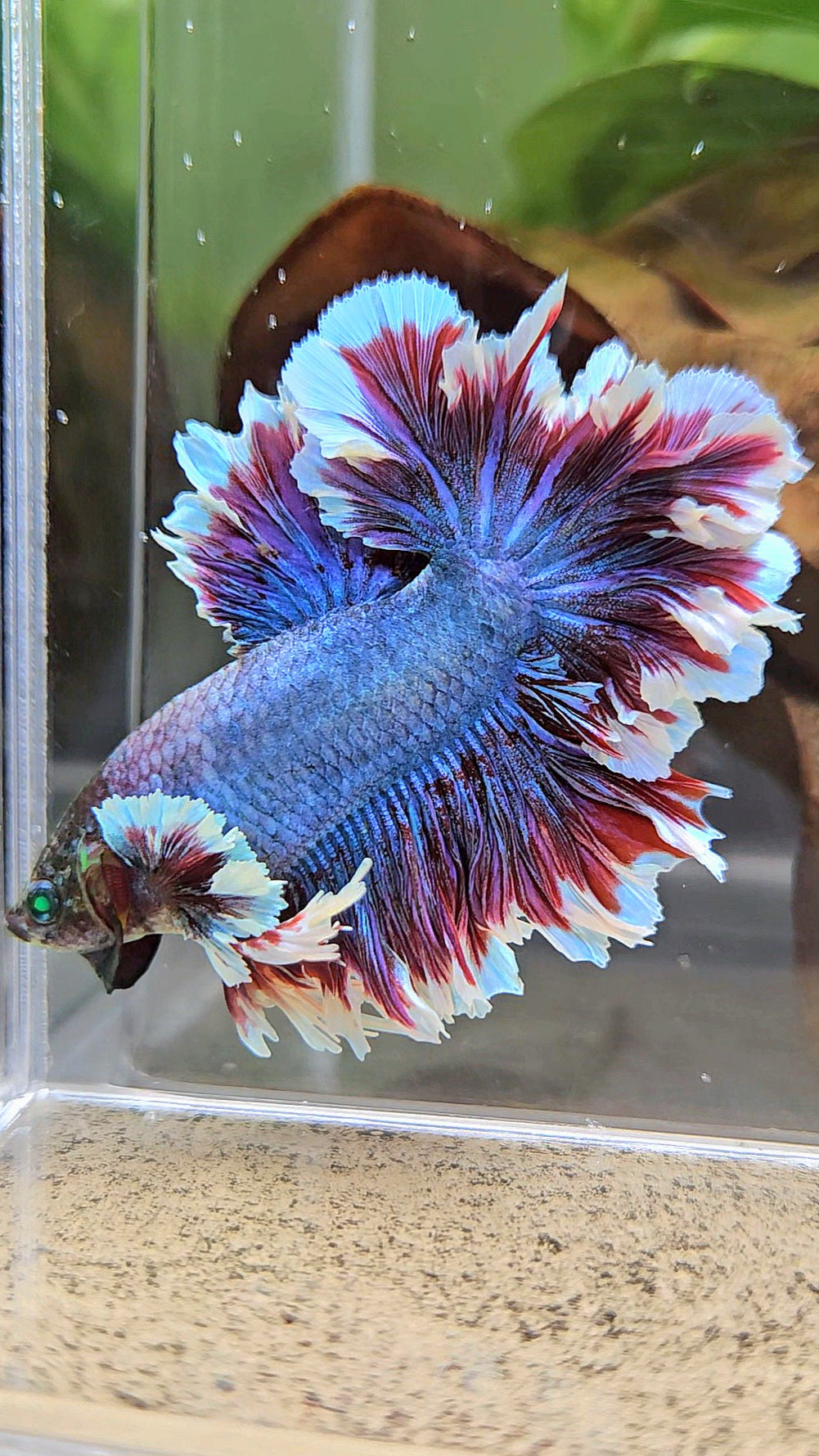 KING FEATHER TAIL HALFMOON NEON HULK PURPLE BETTA FISH
