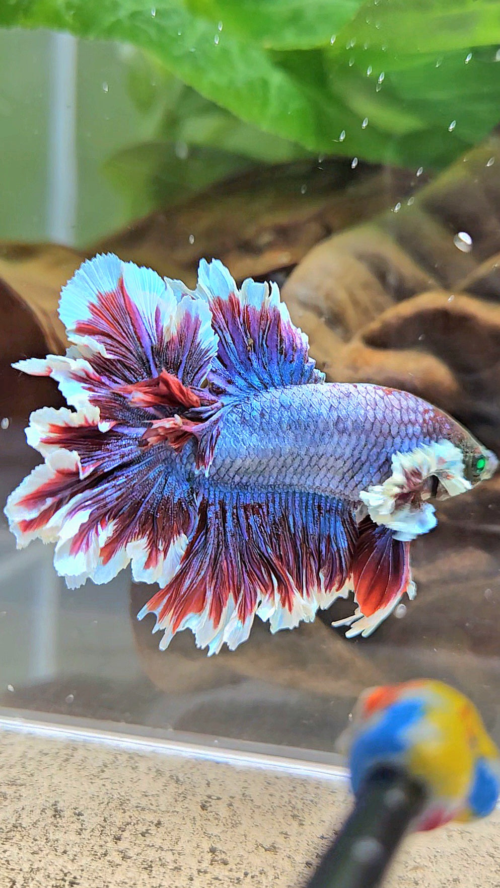 KING FEATHER TAIL HALFMOON NEON HULK PURPLE BETTA FISH