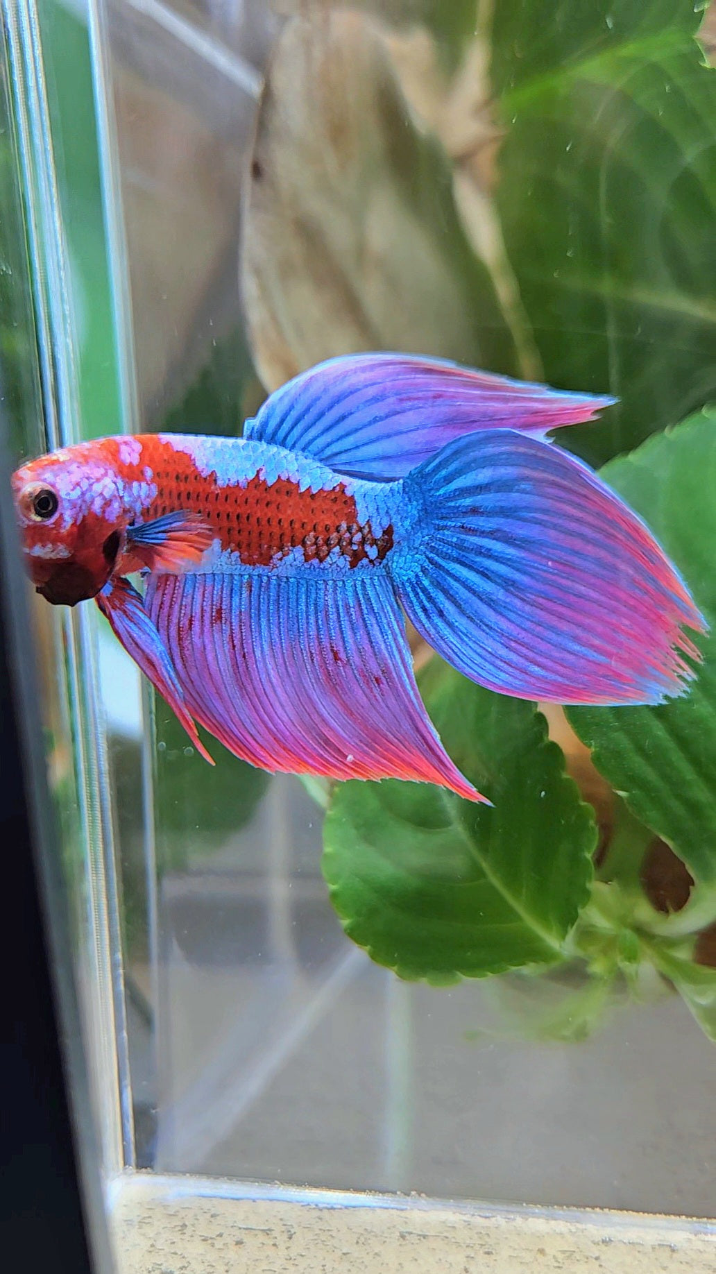 LUXURY VEILTAIL INUYASHA RED PURPLE GALAXY PATTERN BETTA FISH