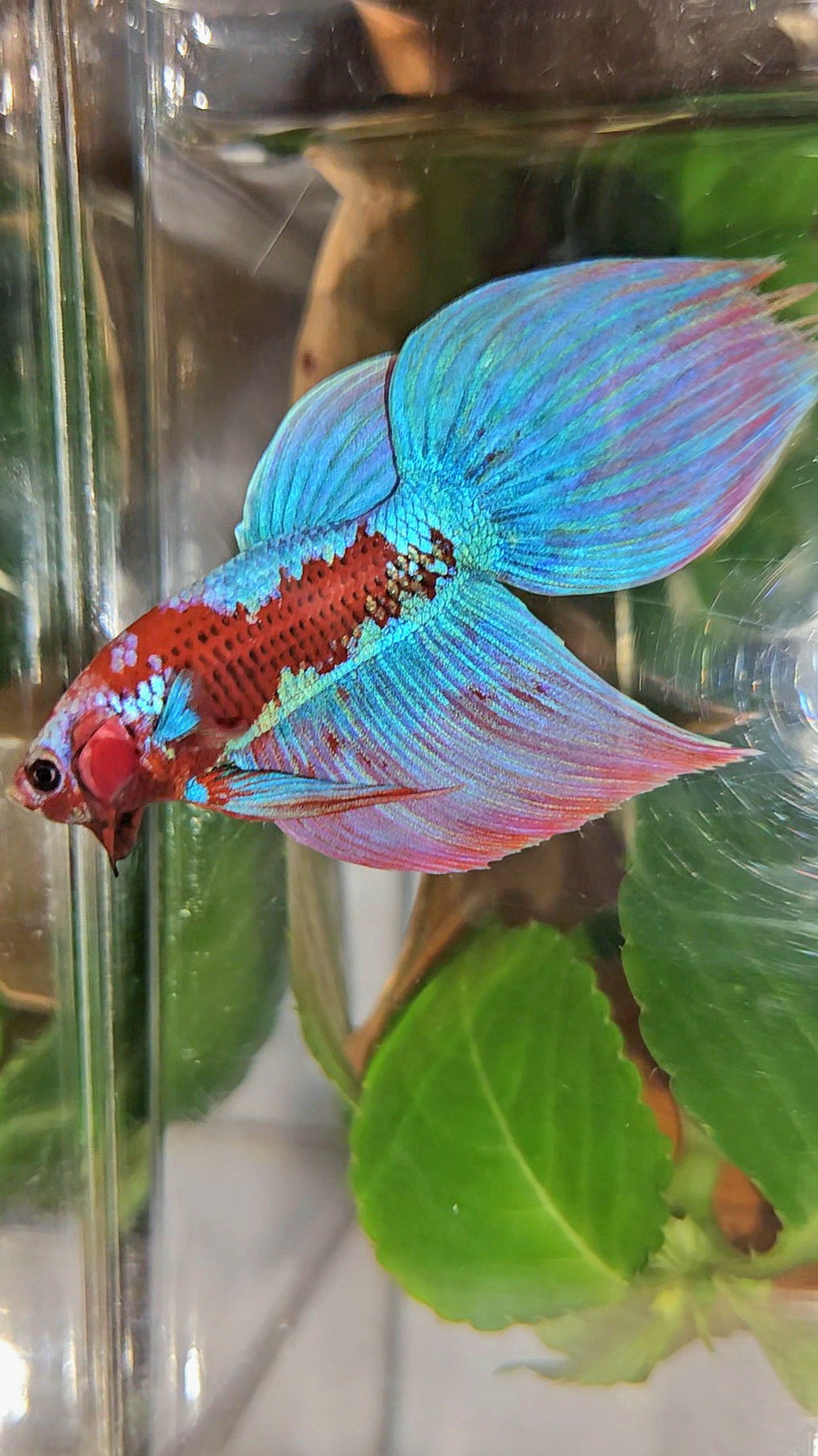 LUXURY VEILTAIL INUYASHA RED PURPLE GALAXY PATTERN BETTA FISH