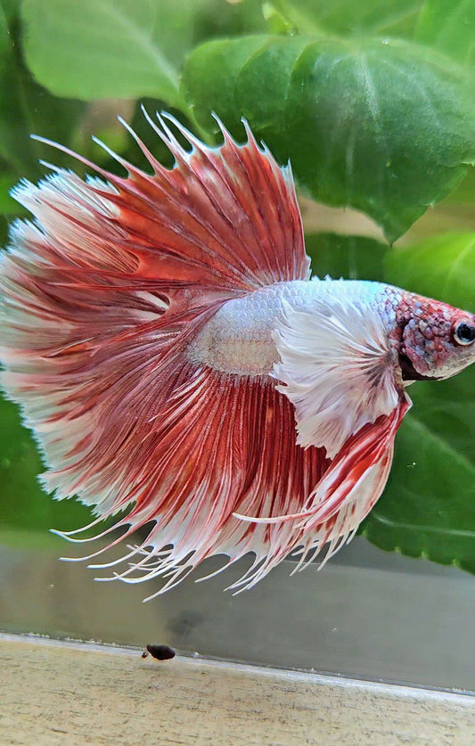 LUXURY HALFSUN SUPER DUMBO EAR RED LAVENDER BETTA FISH