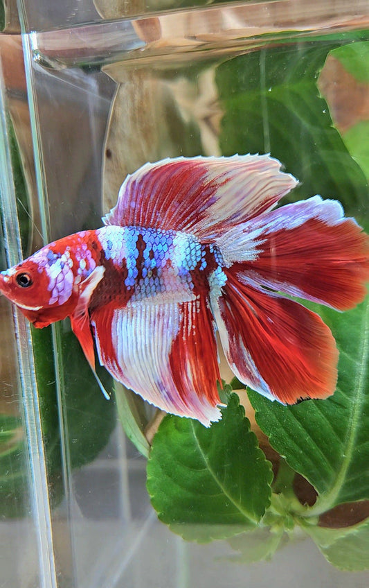 HALFMOON DOUBLE TAIL BARONGSAI RED WHITE GALAXY MULTICOLOR BETTA FISH