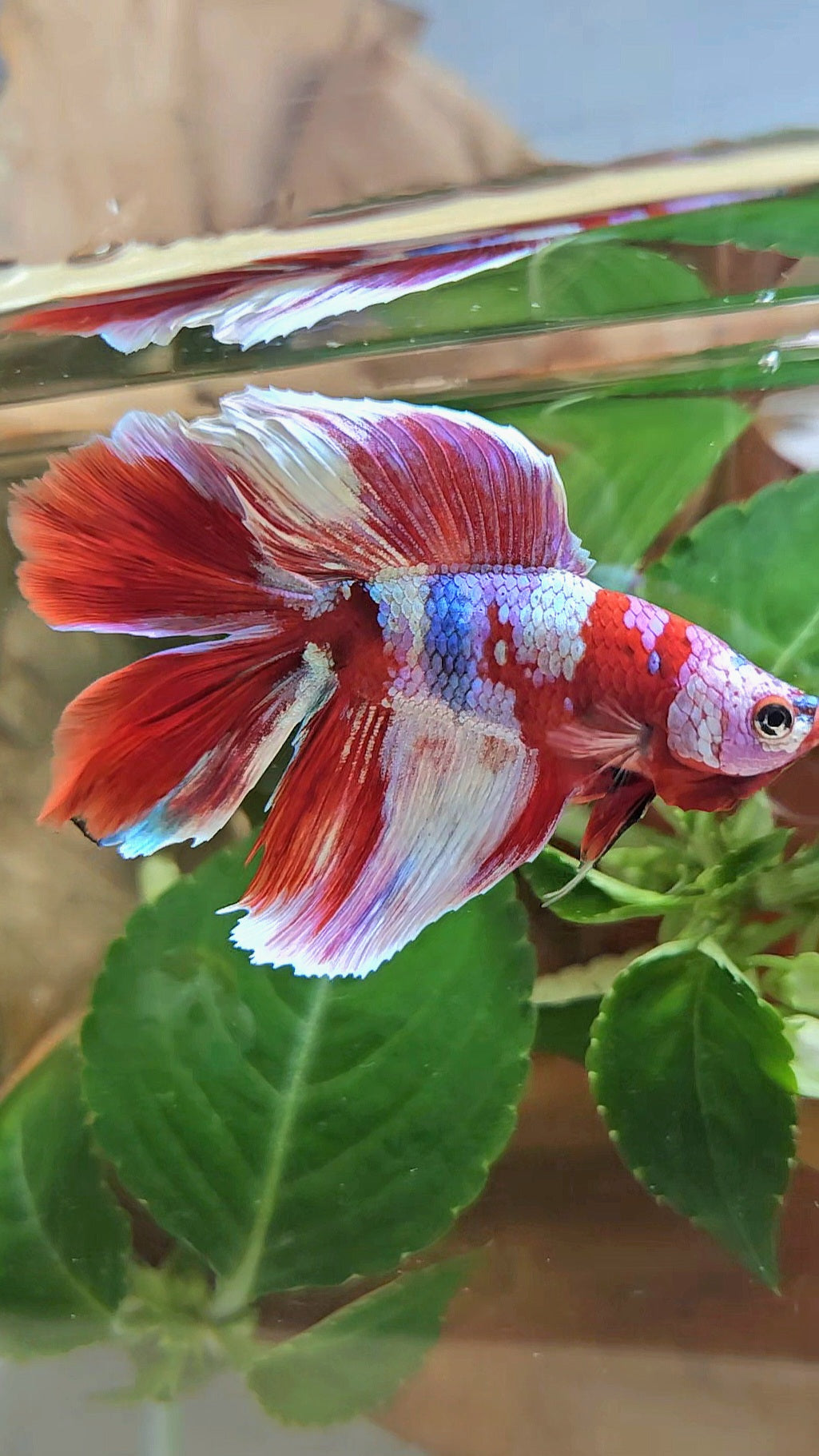 HALFMOON DOUBLE TAIL BARONGSAI RED WHITE GALAXY MULTICOLOR BETTA FISH
