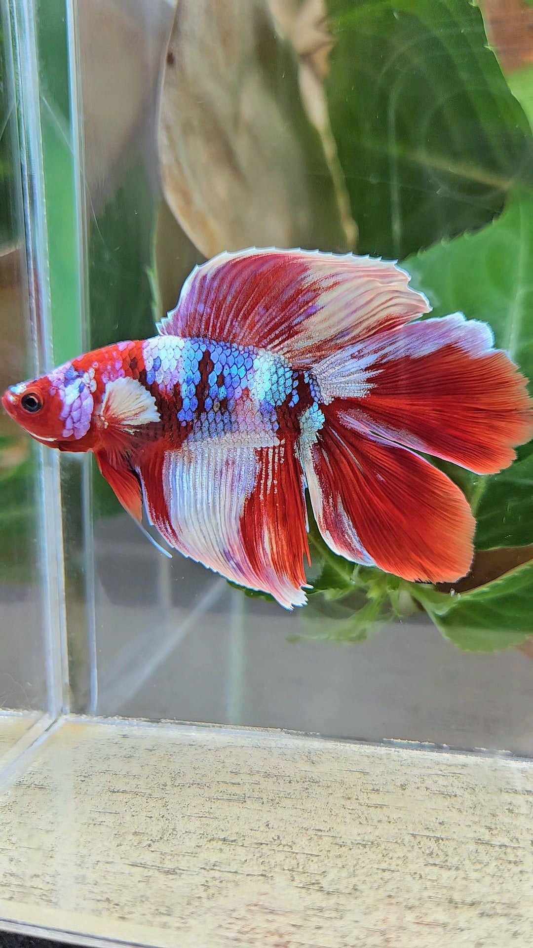 HALFMOON DOUBLE TAIL BARONGSAI RED WHITE GALAXY MULTICOLOR BETTA FISH