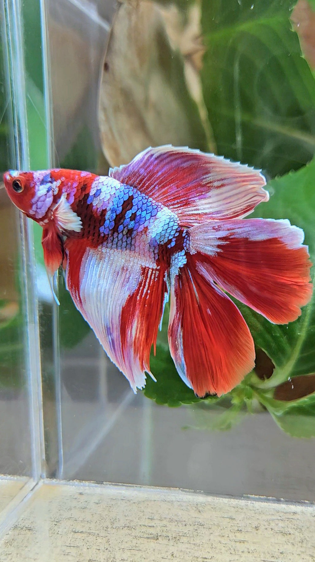 HALFMOON DOUBLE TAIL BARONGSAI RED WHITE GALAXY MULTICOLOR BETTA FISH