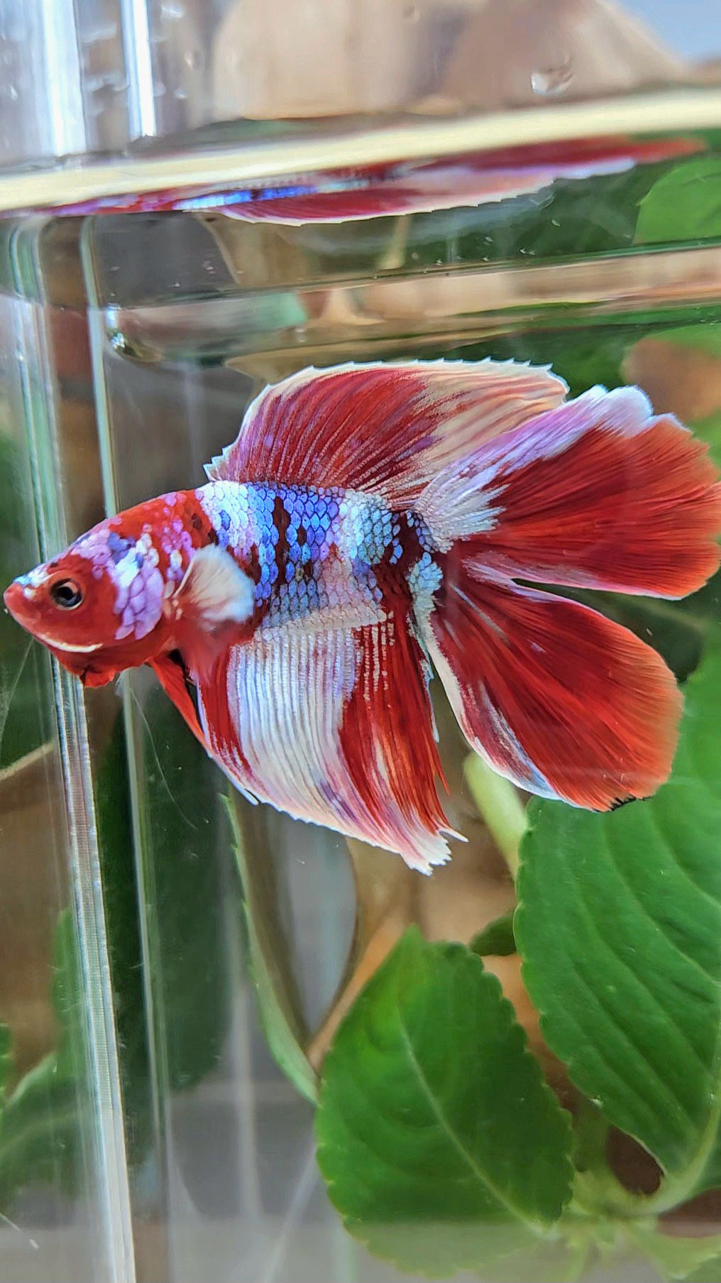 HALFMOON DOUBLE TAIL BARONGSAI RED WHITE GALAXY MULTICOLOR BETTA FISH